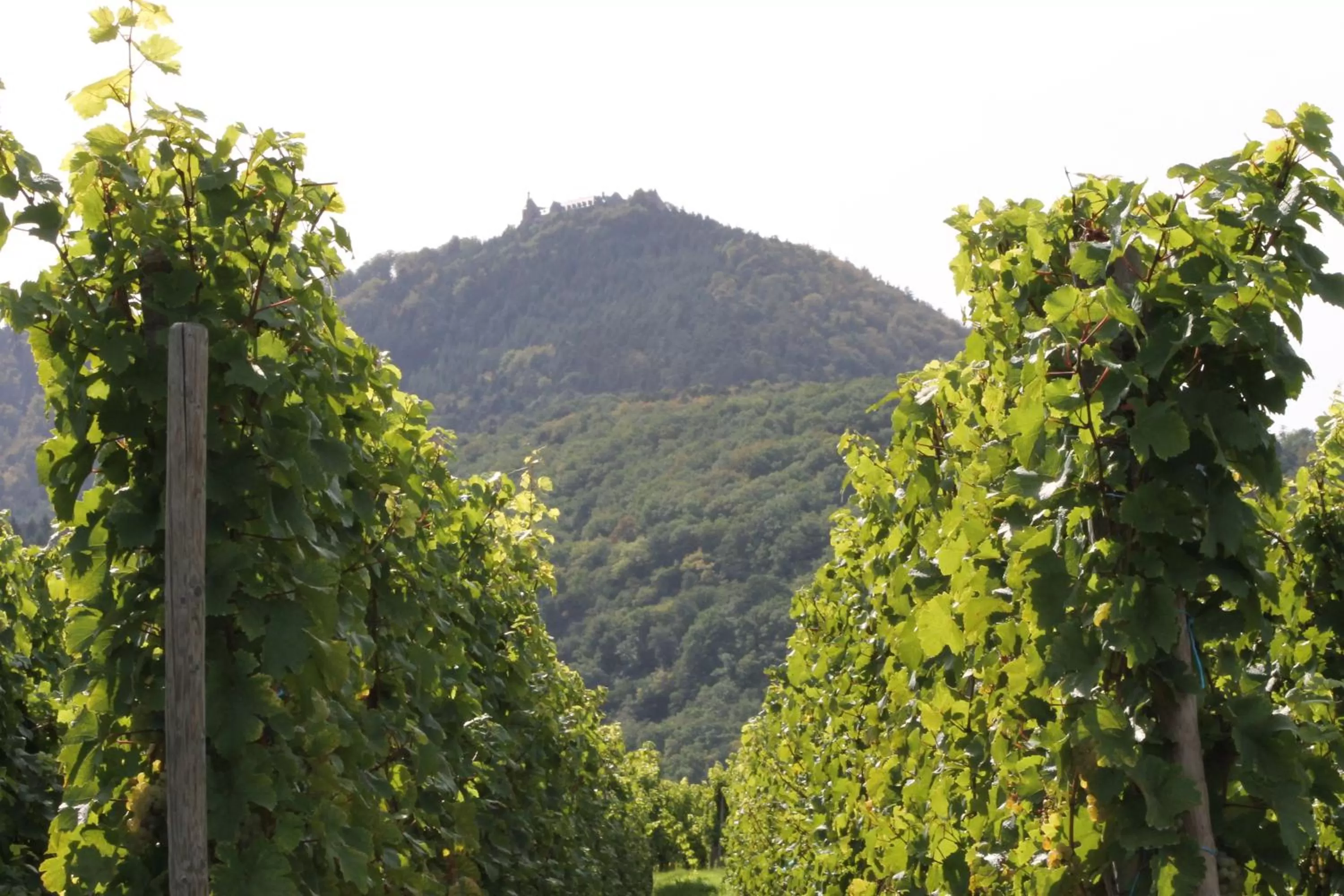 Area and facilities in Chambres d'Hôtes Arnold