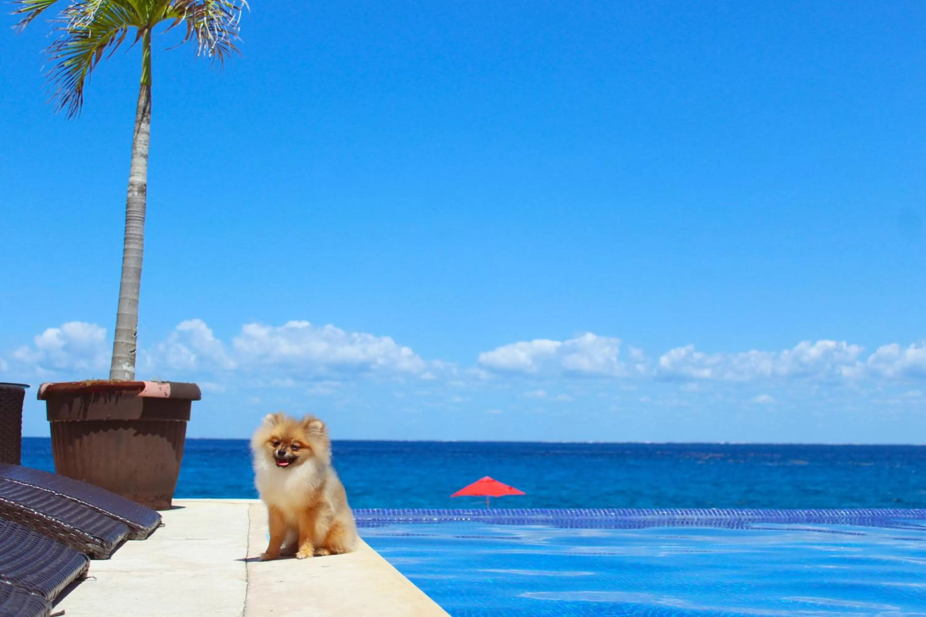 Pets in Hotel B Cozumel