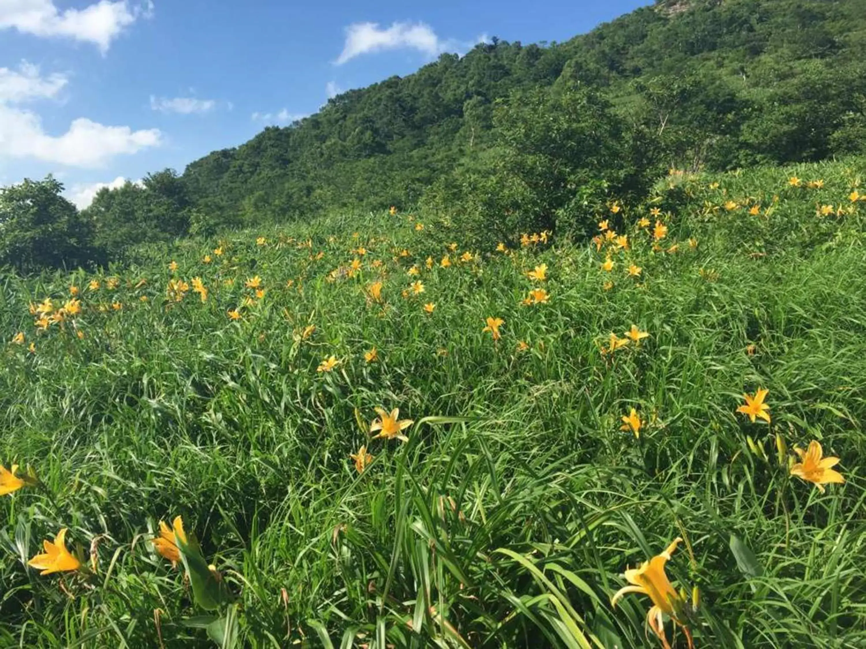 Natural Landscape in Naeba Prince Hotel