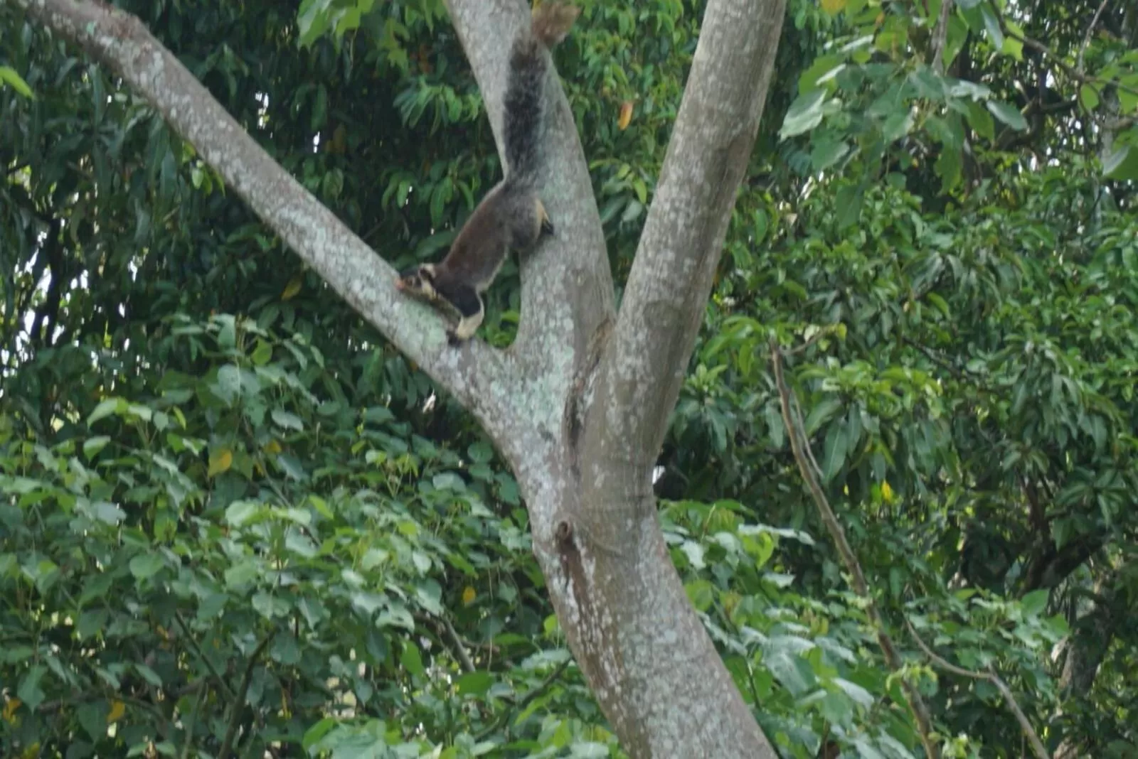 Other Animals in The Symbol of Ella