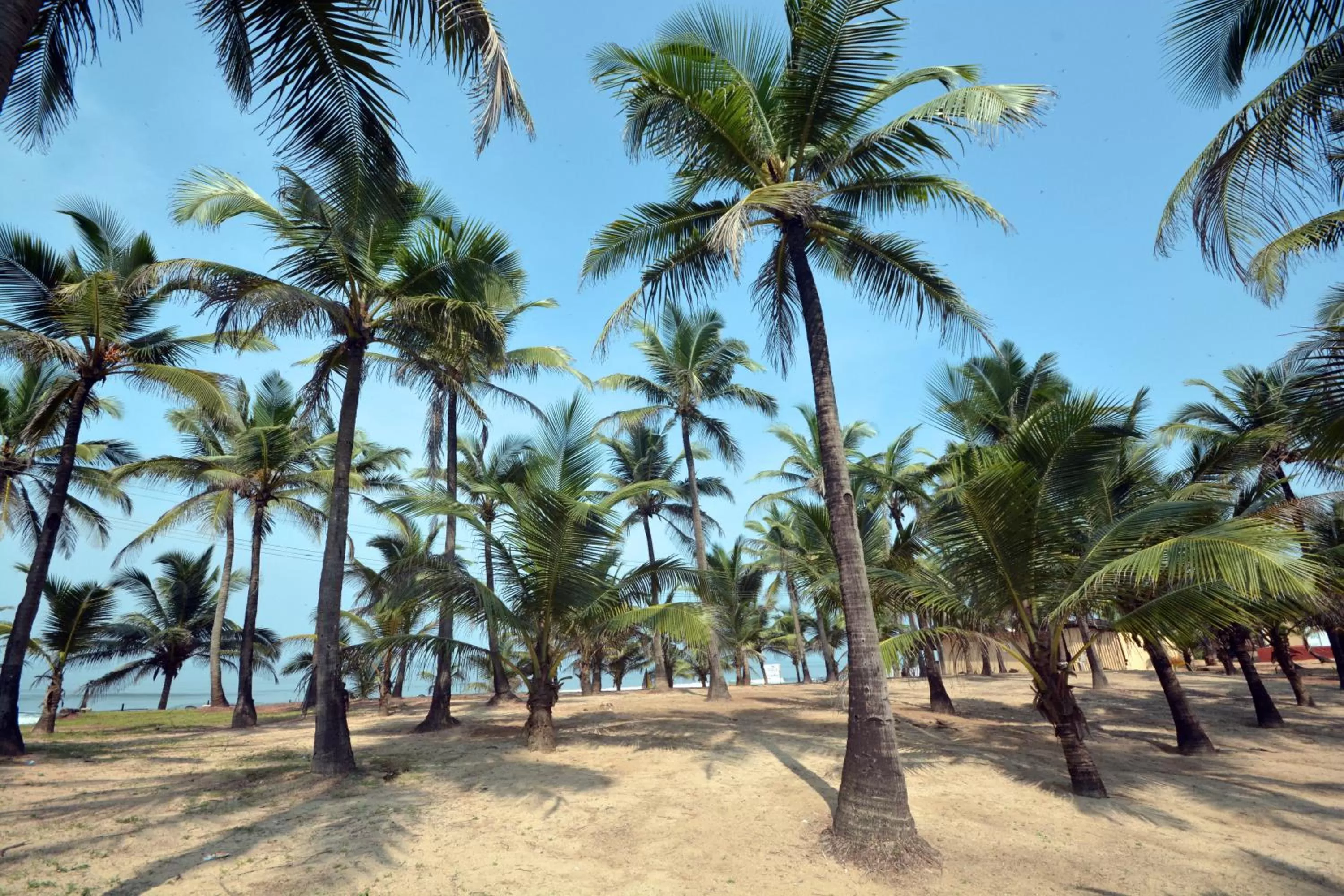 Sea view in C Roque Beach Resort