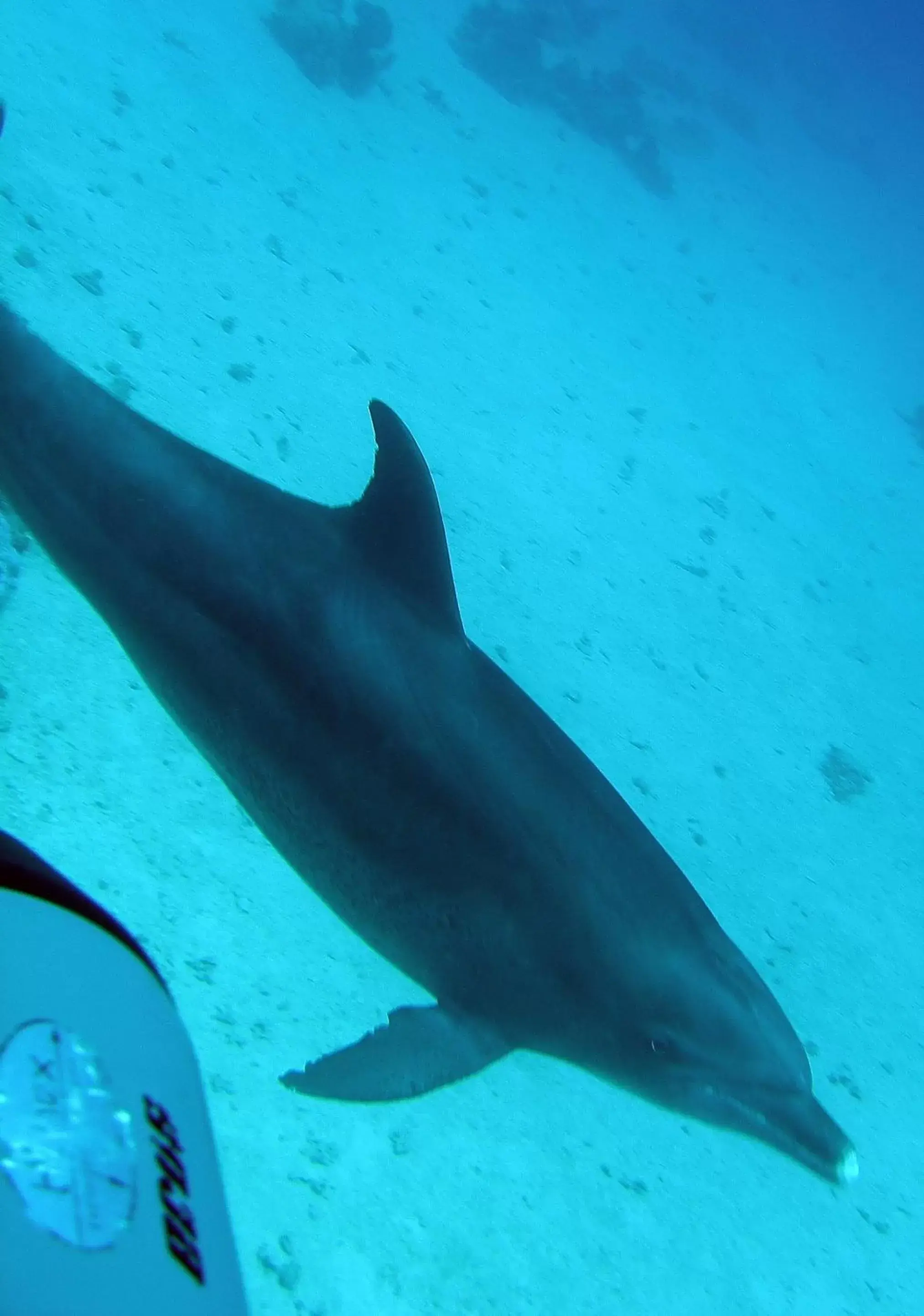 Snorkeling, Other Animals in Coral Sun Beach