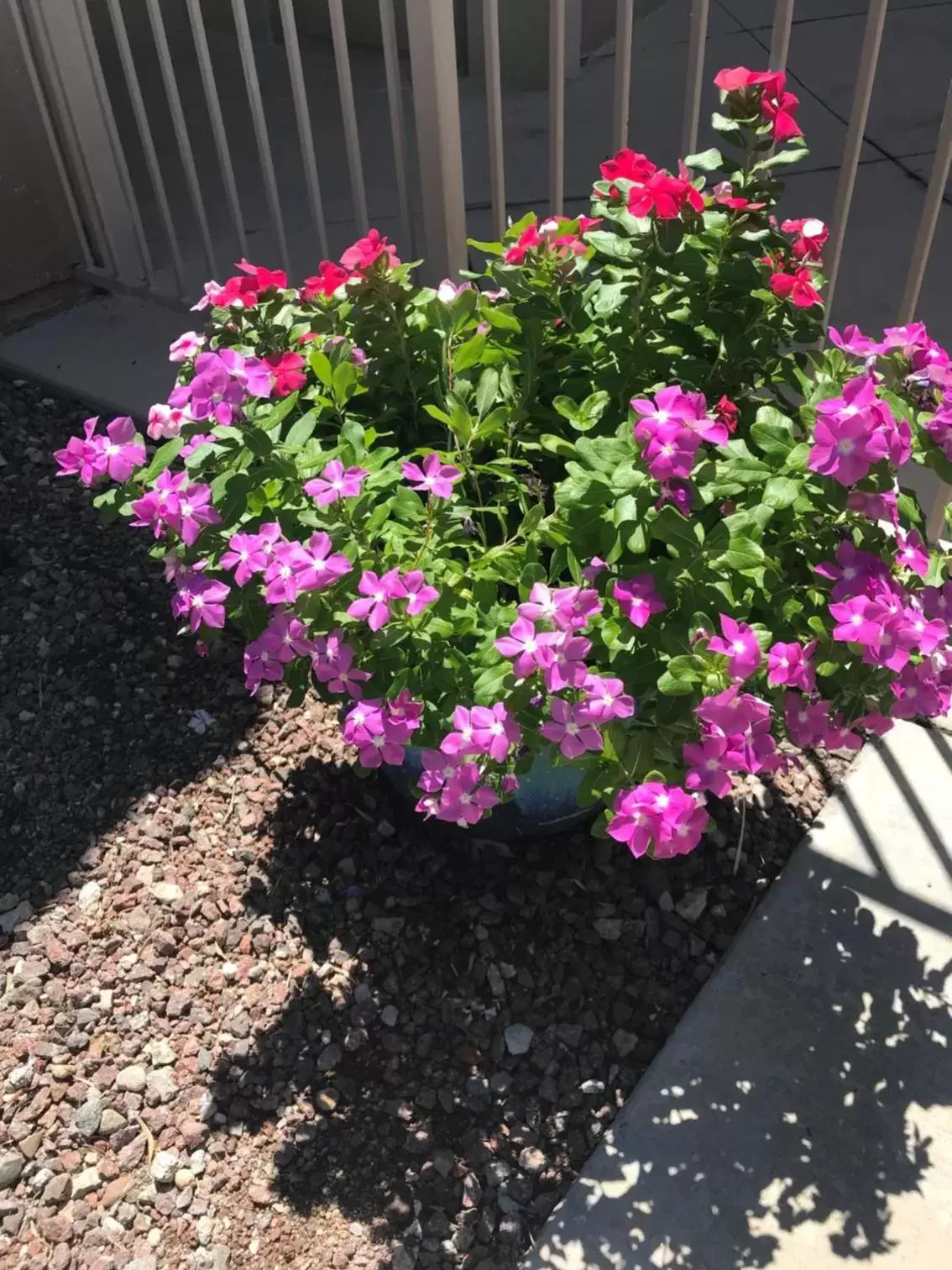 Garden in Varsity Clubs of America - Tucson