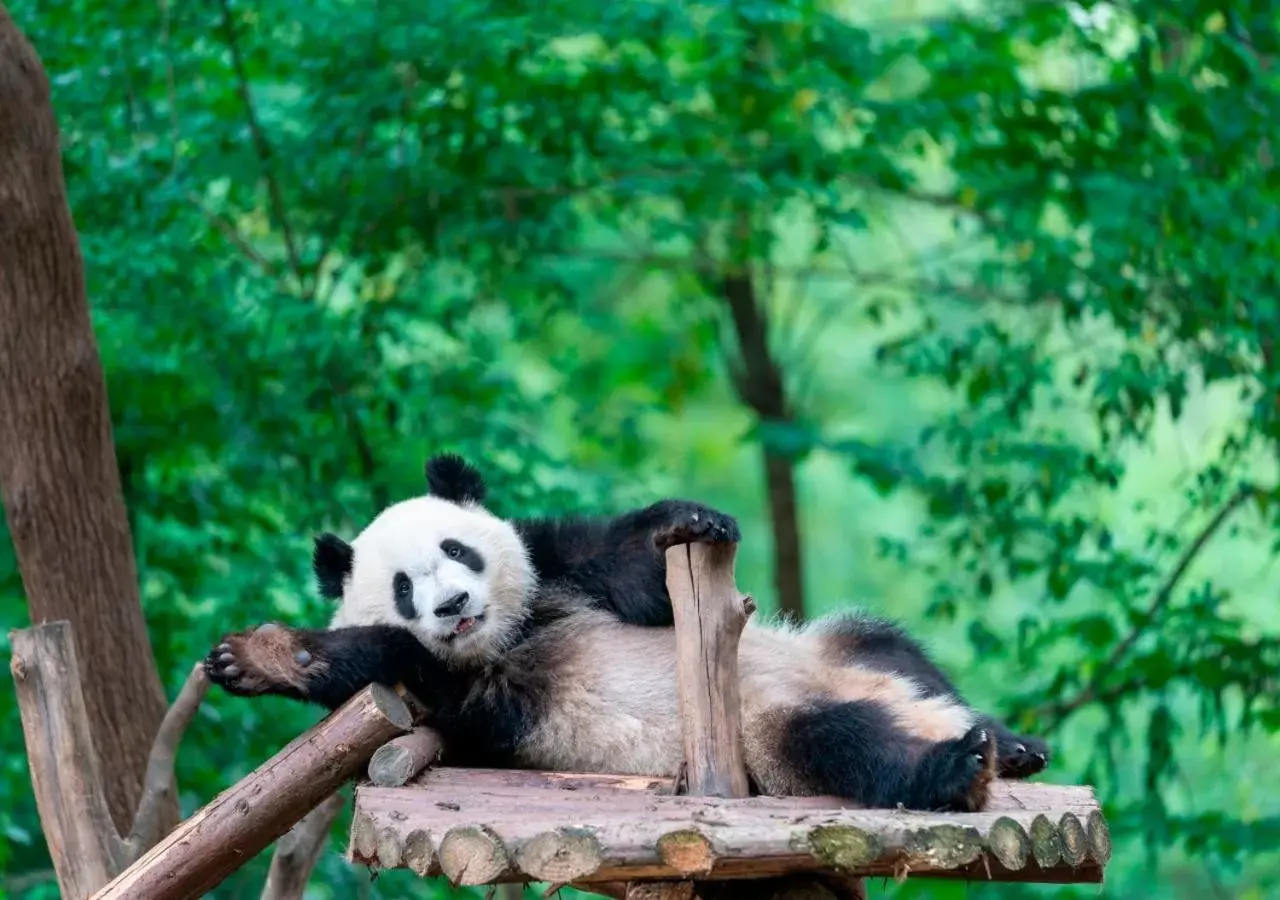 Nearby landmark, Other Animals in Crowne Plaza Chengdu City Center, an IHG Hotel