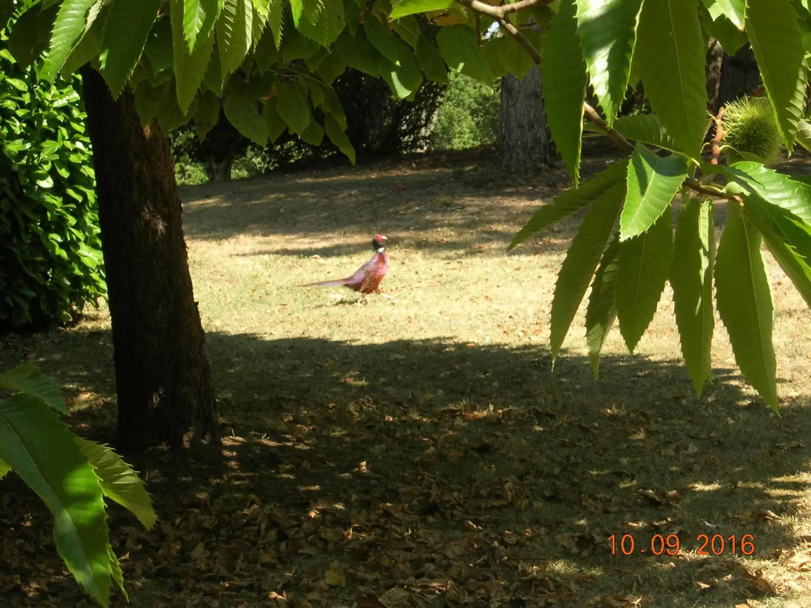 Animals, Guests in Le Colombier