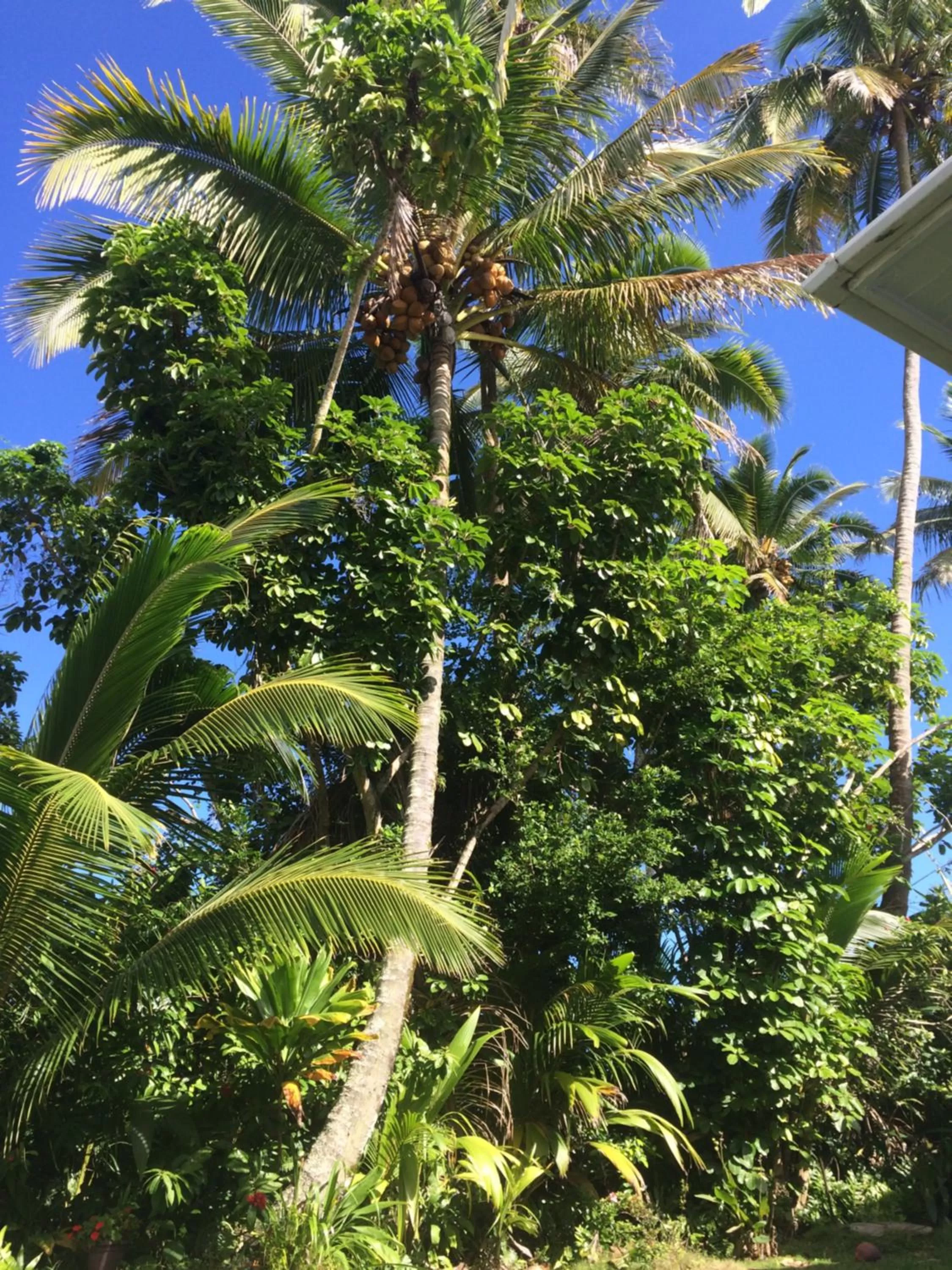 Garden, Pool View in Hilo Bay Oceanfront Bed and Breakfast
