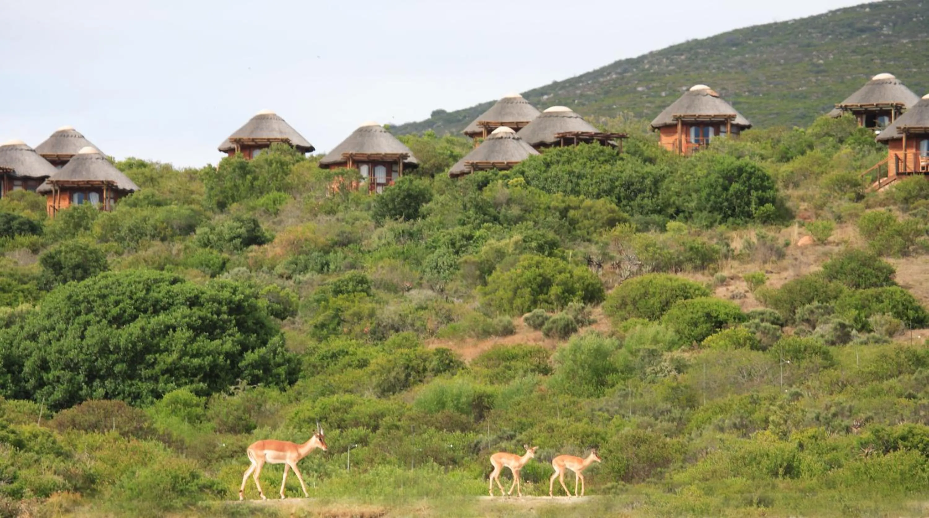 View (from property/room) in Garden Route Game Lodge