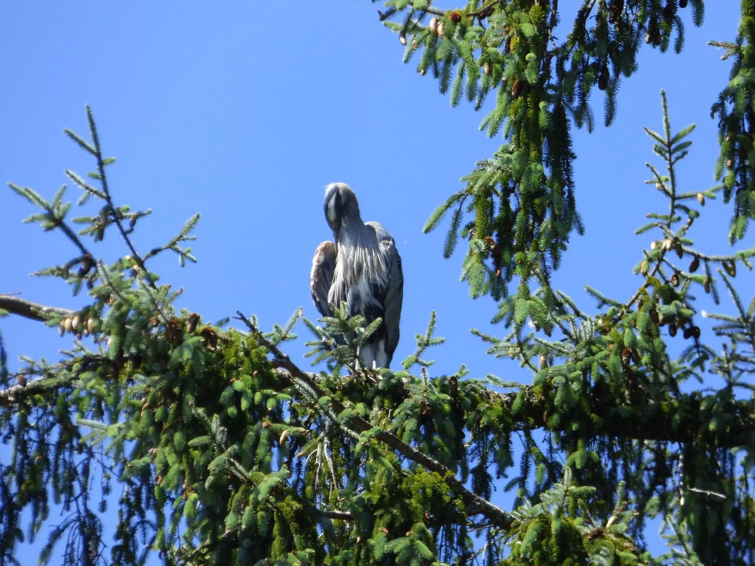 Animals, Other Animals in Sheltered Nook On Tillamook Bay