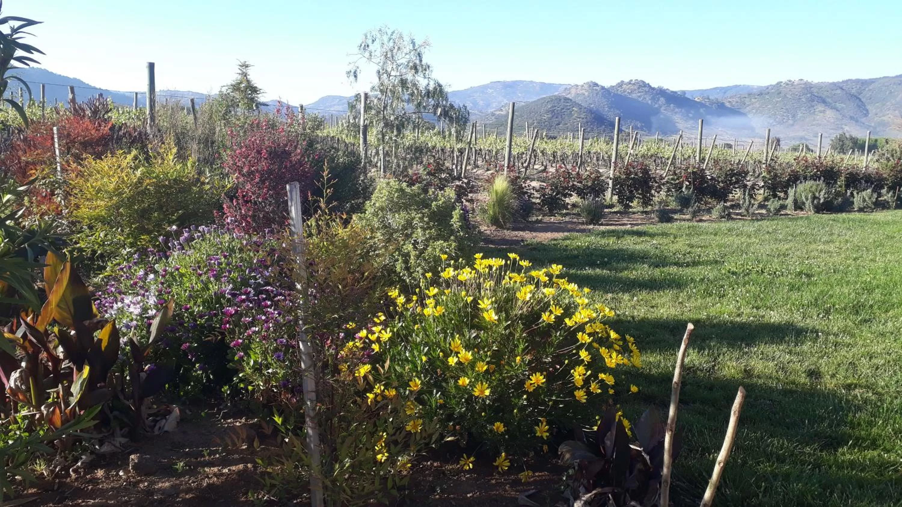 Garden in Callihue Lodge