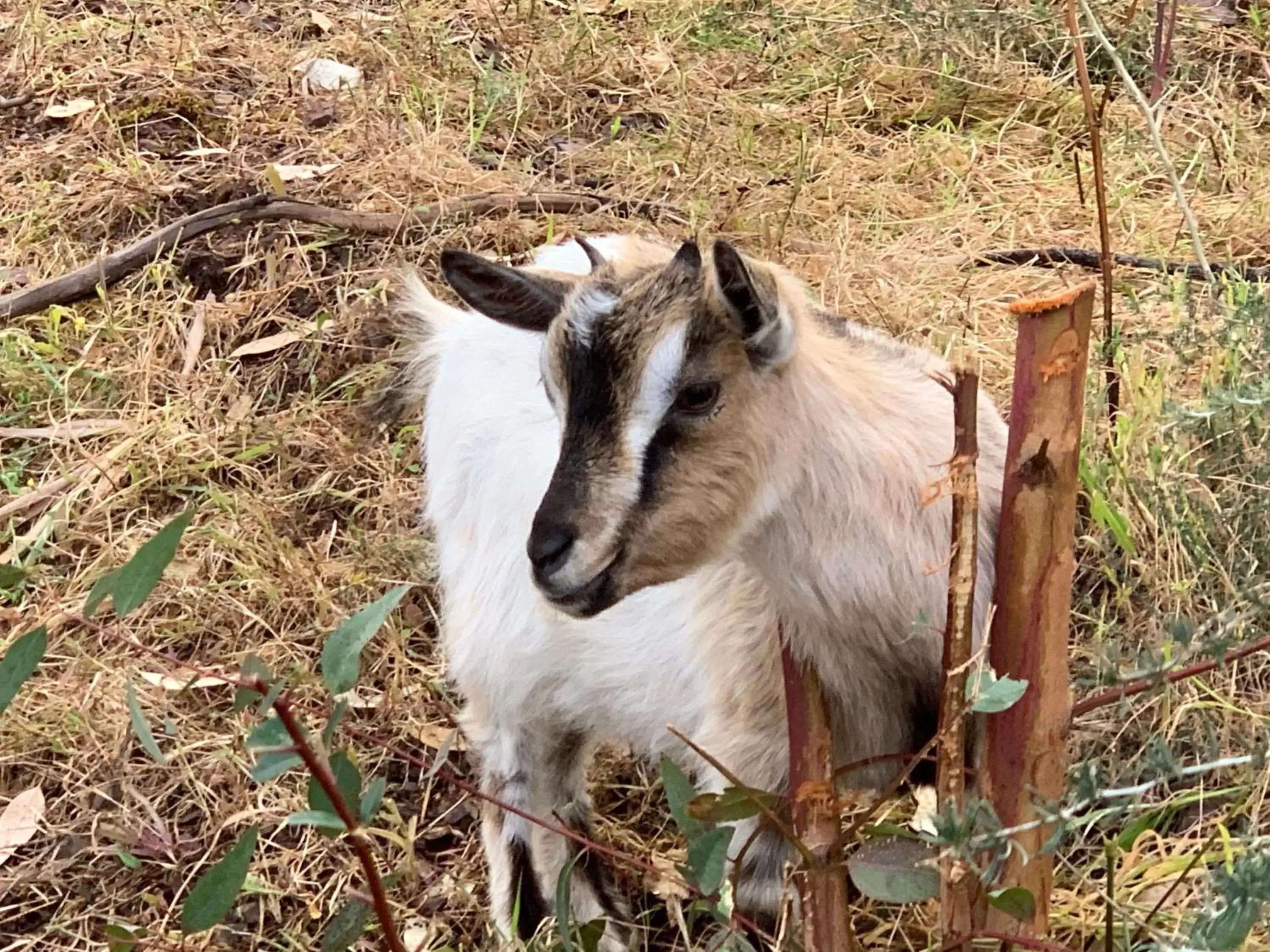 Other Animals in B&B La Baita Del Sud