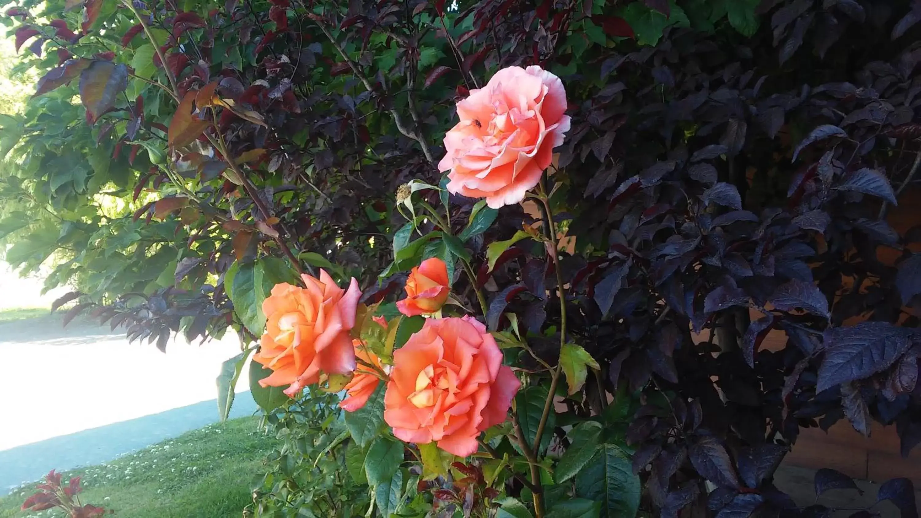 Garden in Hotel Picos Del Sur