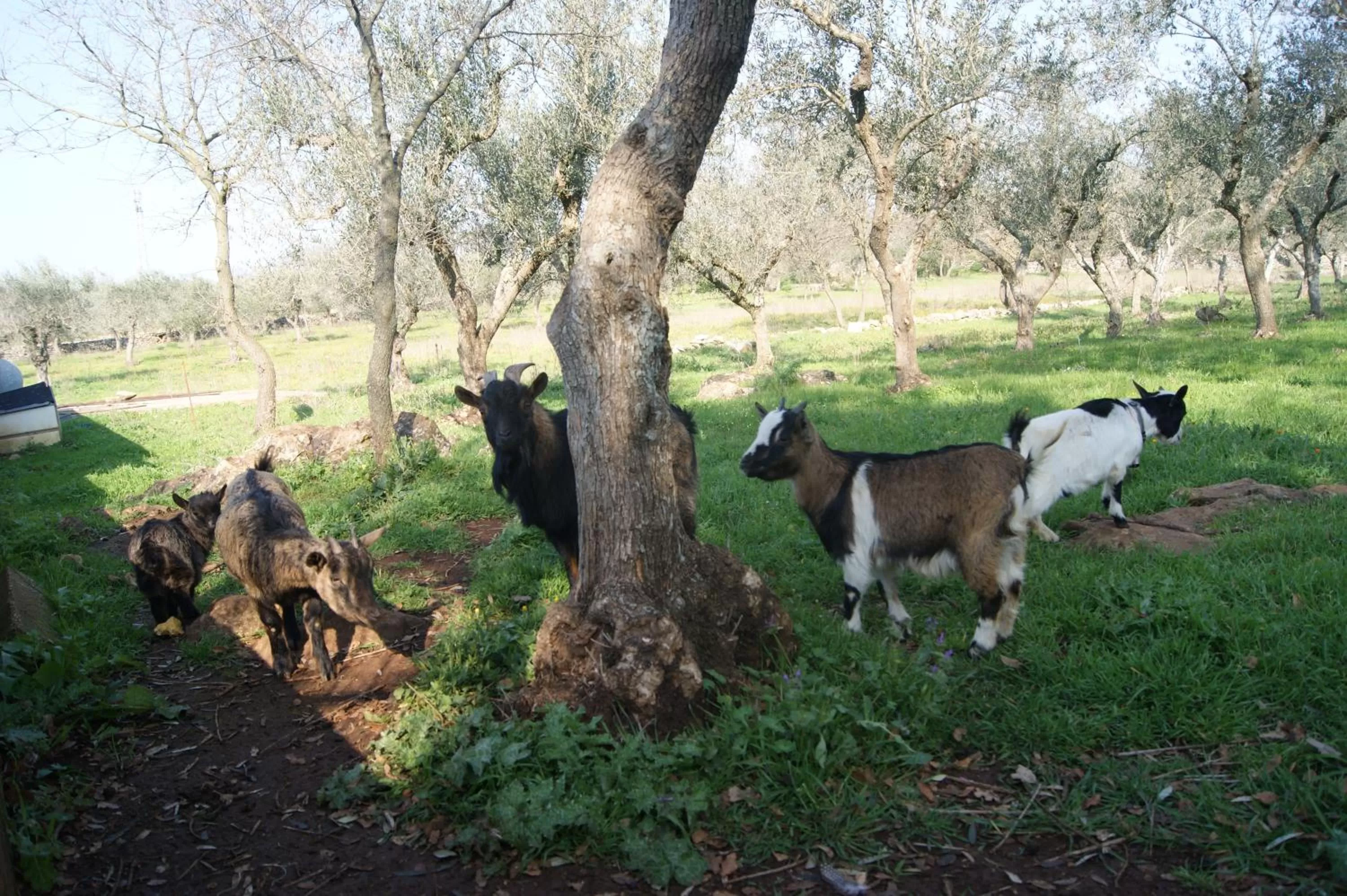 Pets, Other Animals in Arome B&B