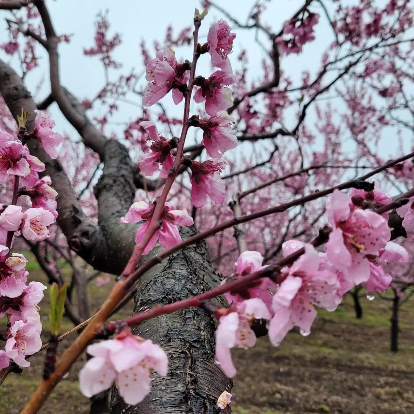 Natural landscape, Other Animals in La Maison de Sophie