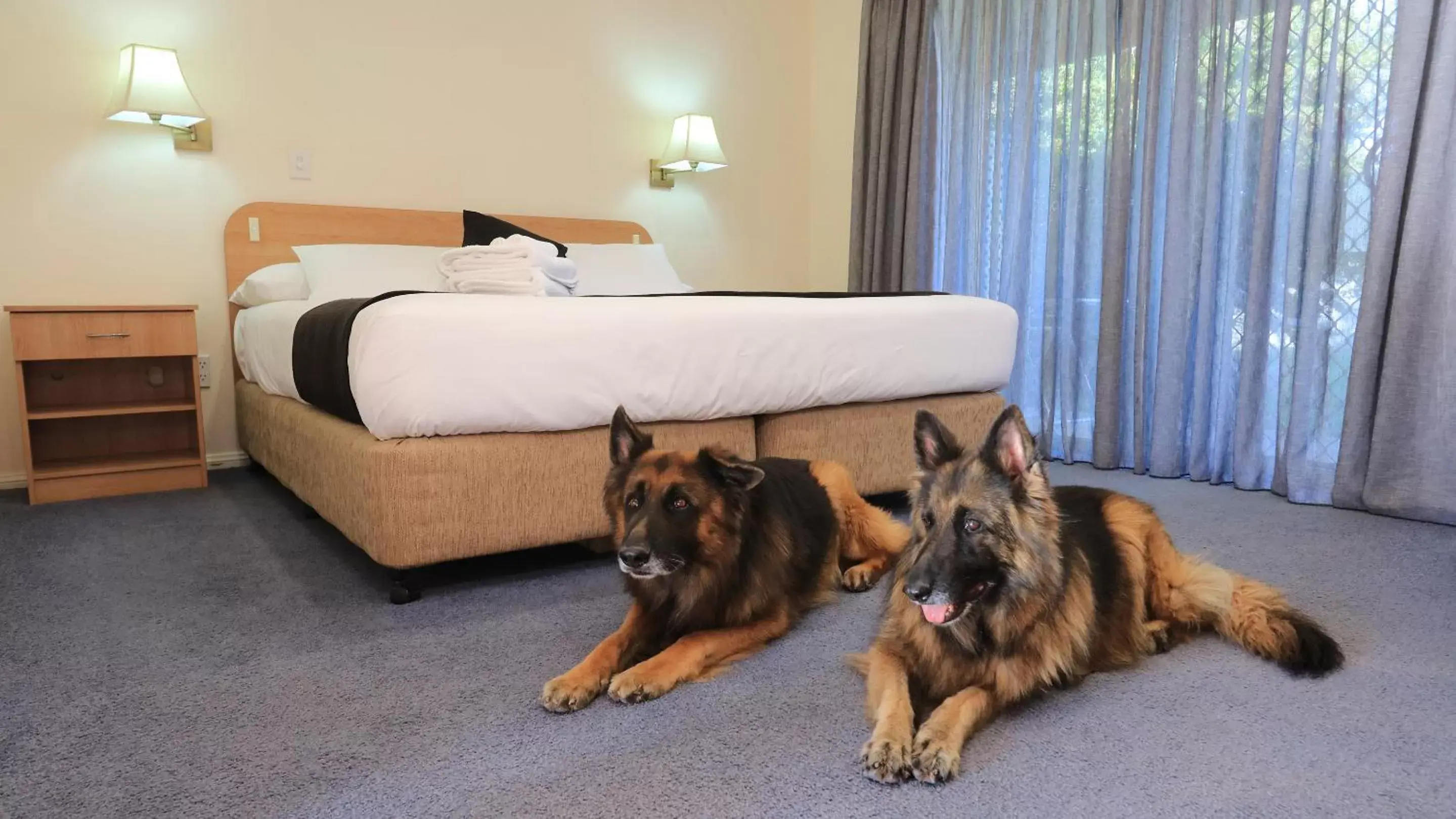 Pets, Bed in Bushman's Motor Inn