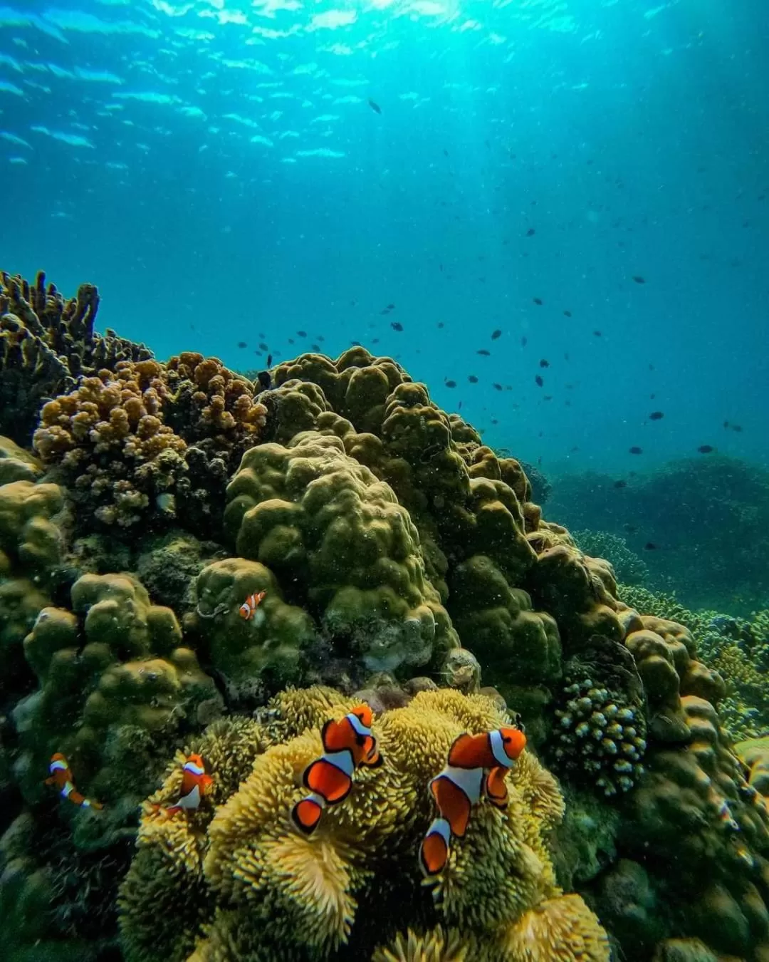 Snorkeling in A&C Aquino Guesthouse