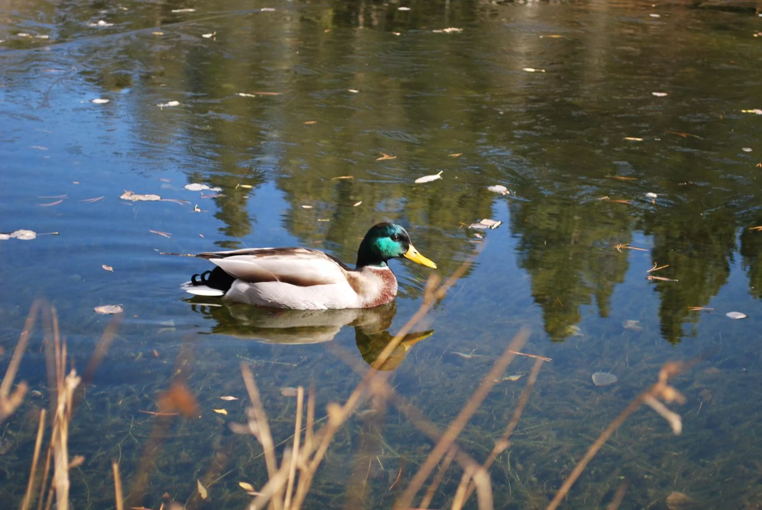Animals in Double Eagle Resort and Spa