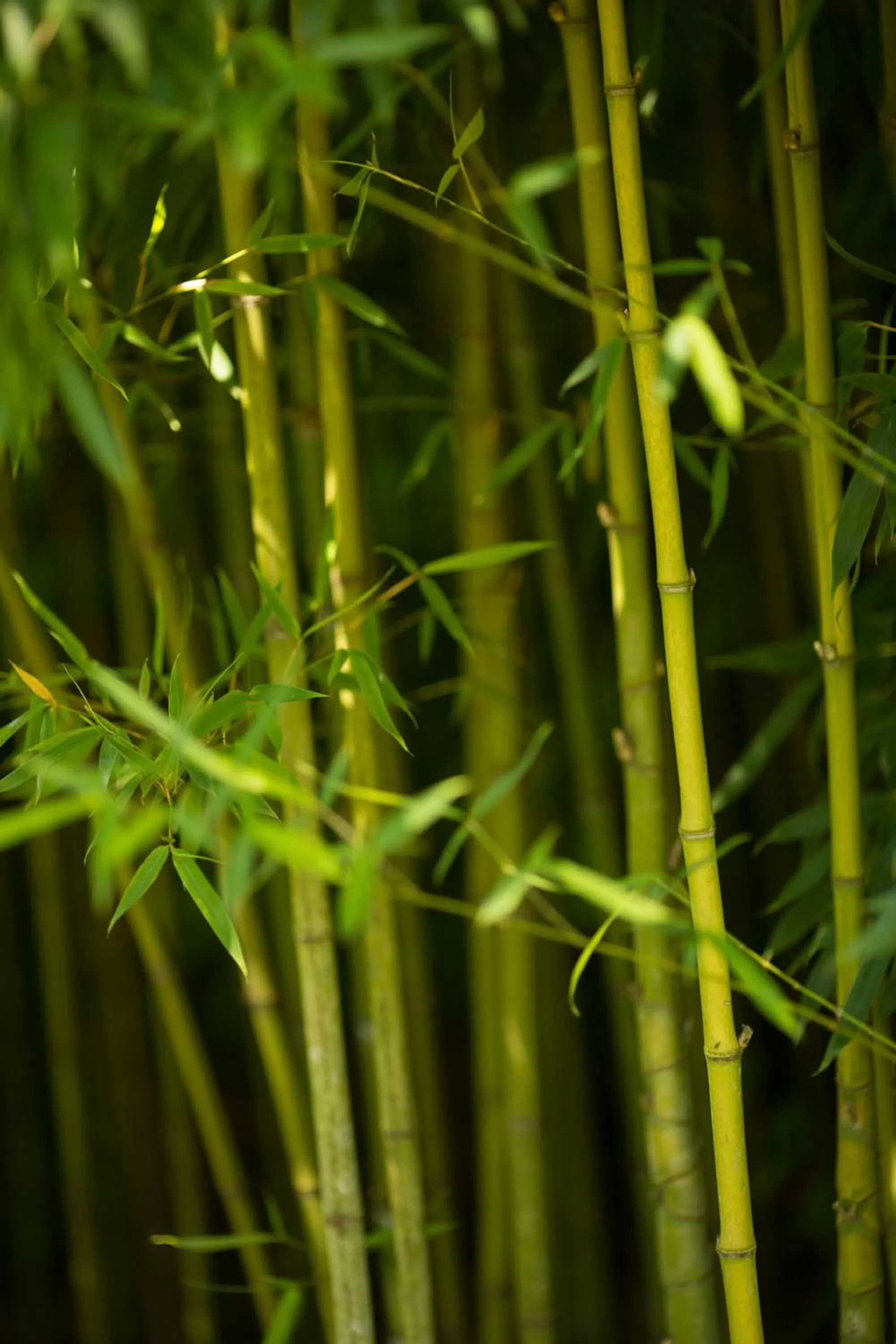 Garden in Casa a Pedreira Rias Baixas