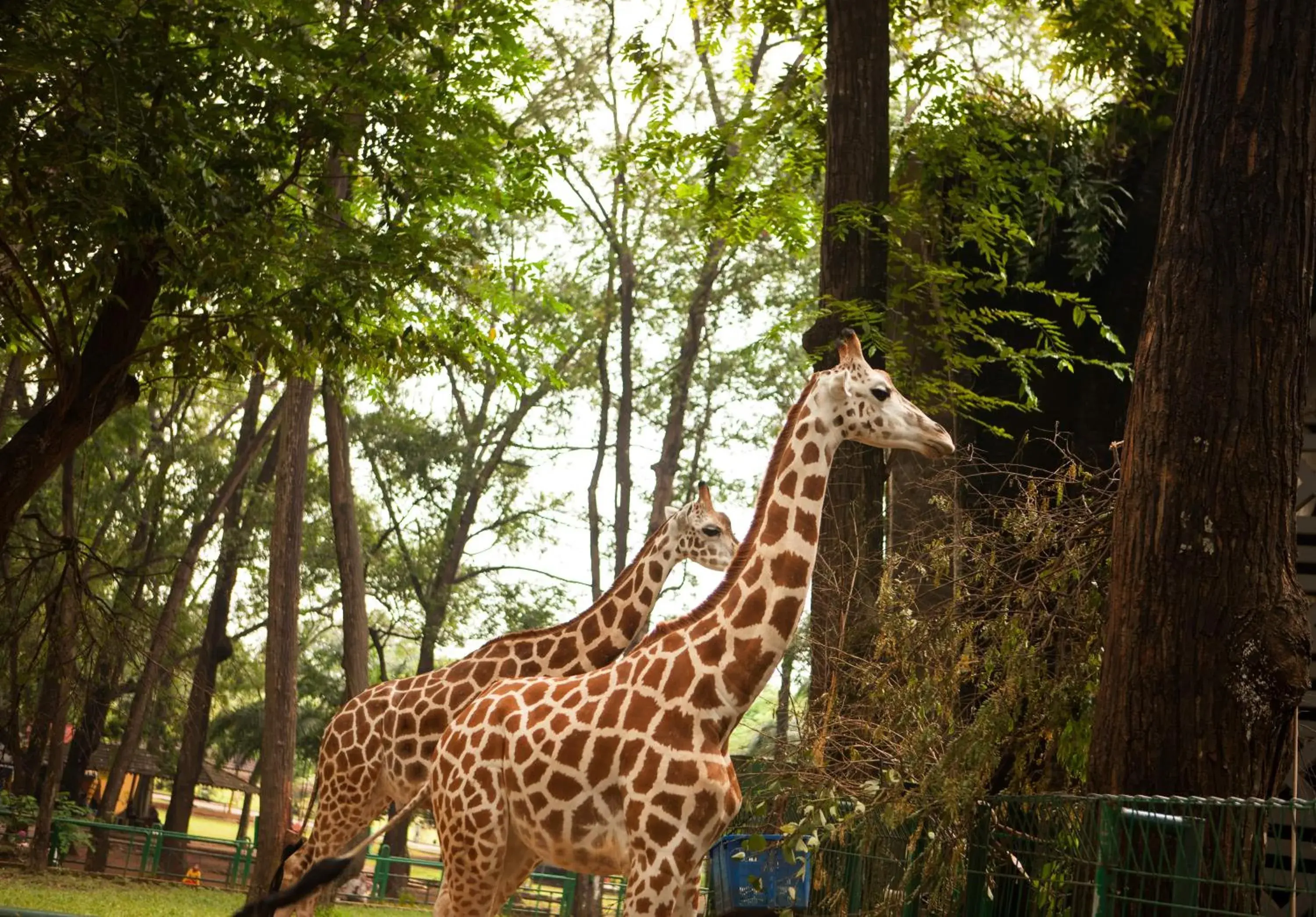 Animals, Other Animals in Amaris Hotel Mampang