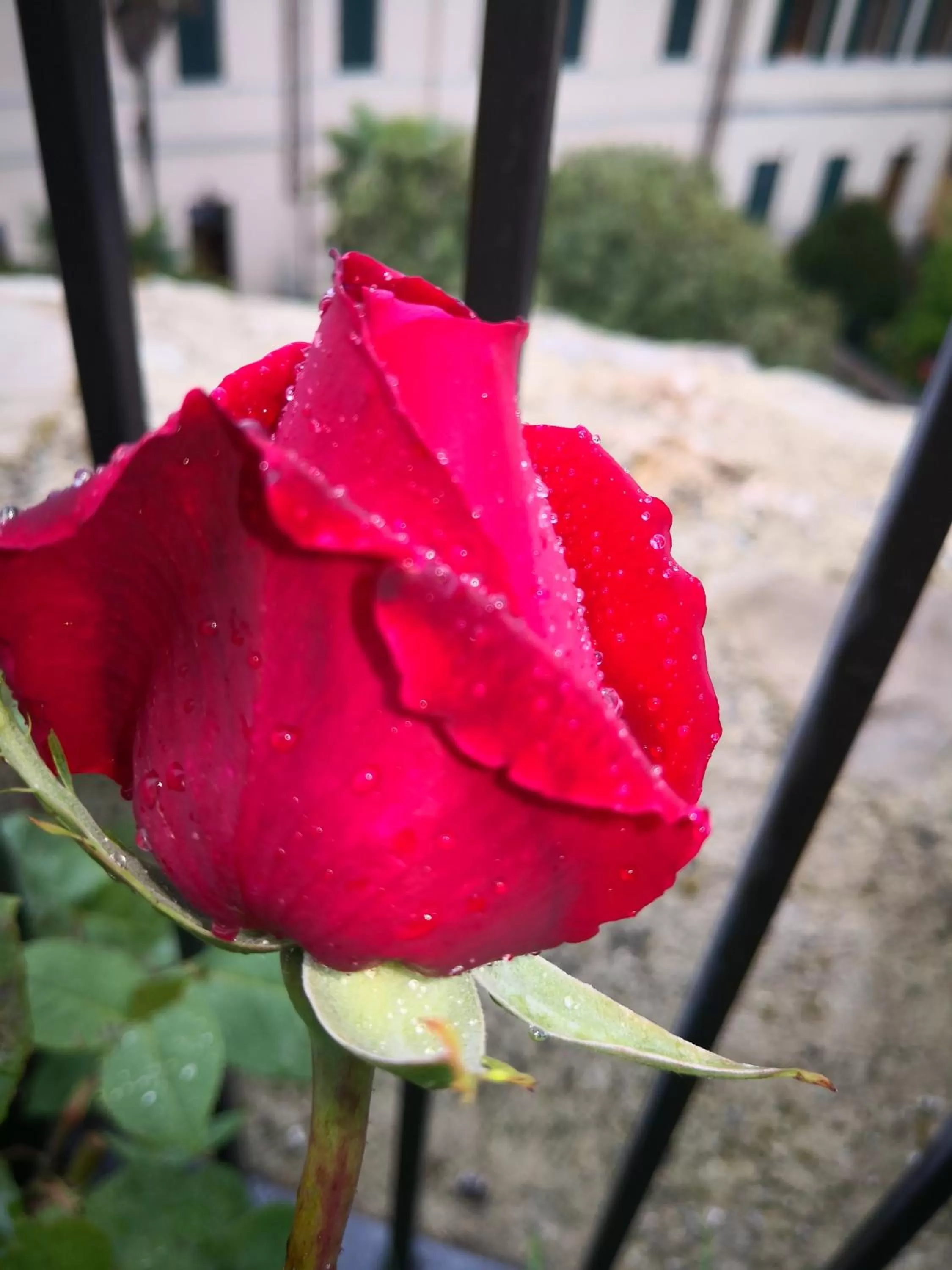 Garden in Il Torrione