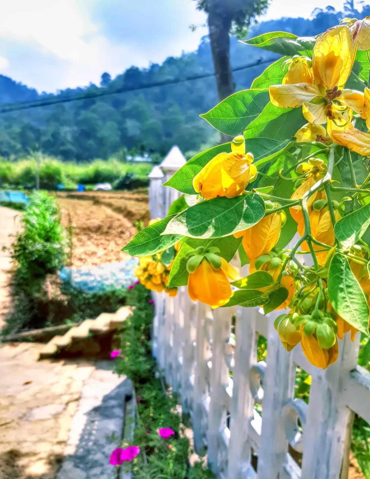 Garden view in Cozy Home Stay