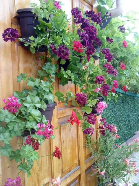 Garden in Hotel Poseidon