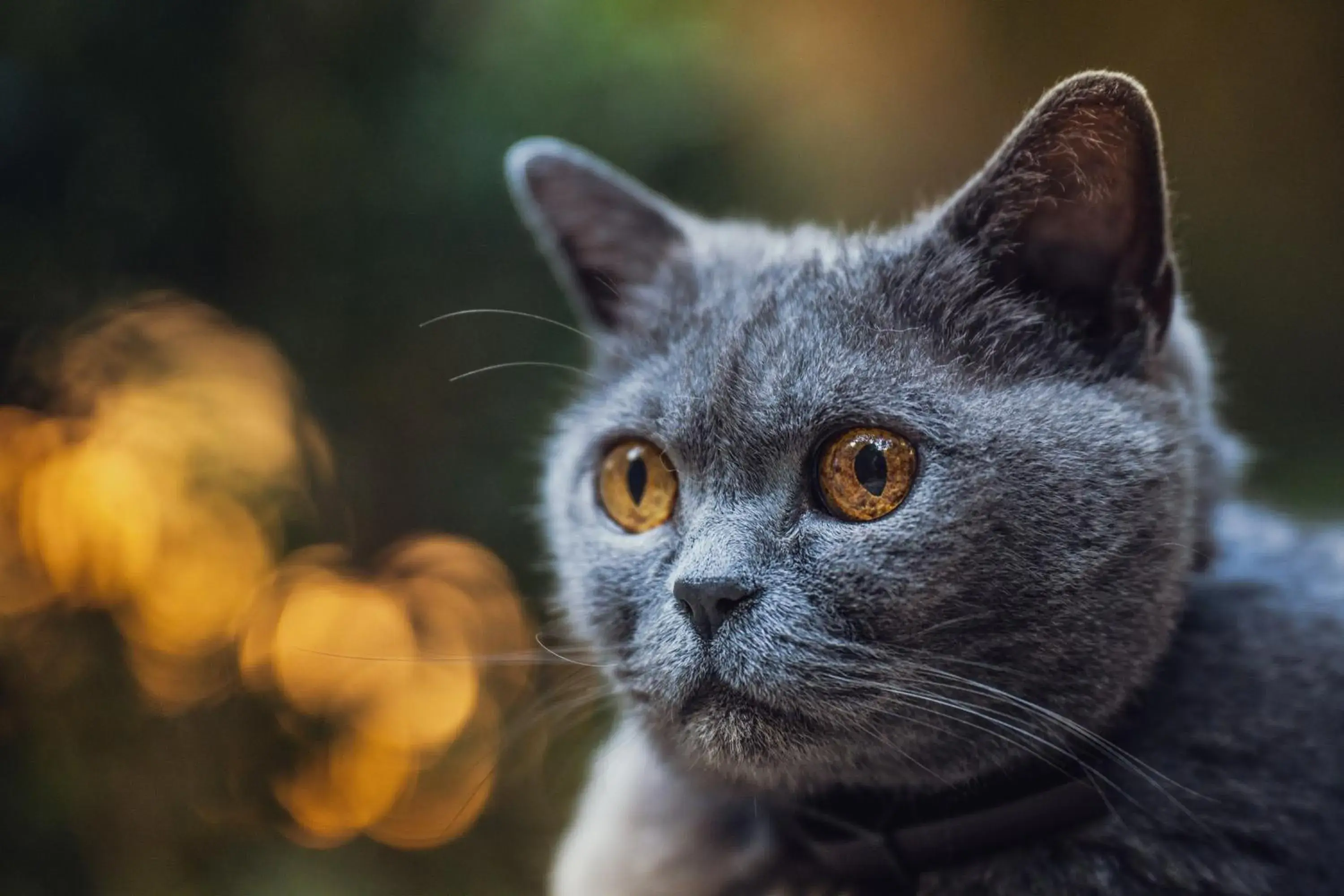 Garden, Pets in Les Jardins de Baracane