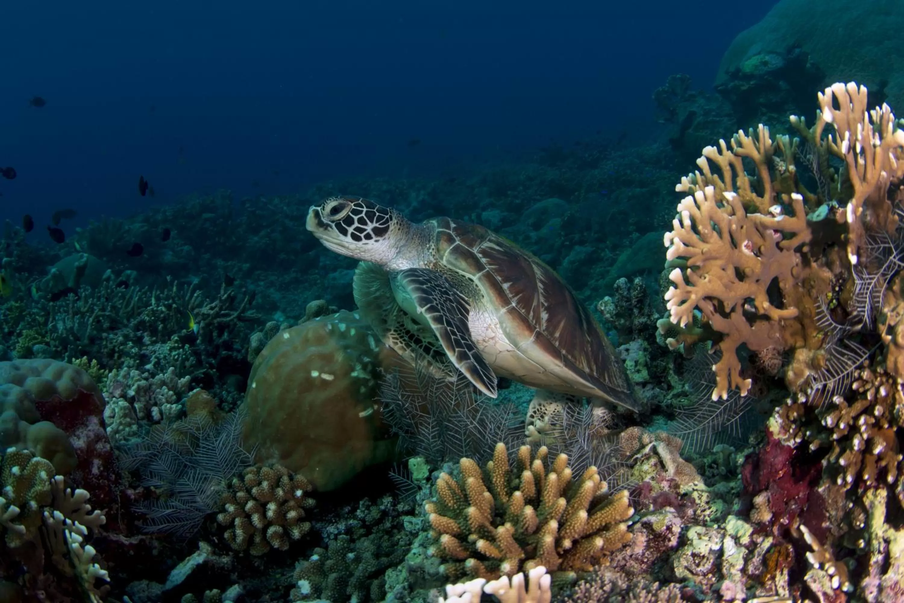 Diving in Punta Bulata White Beach Resort & Spa