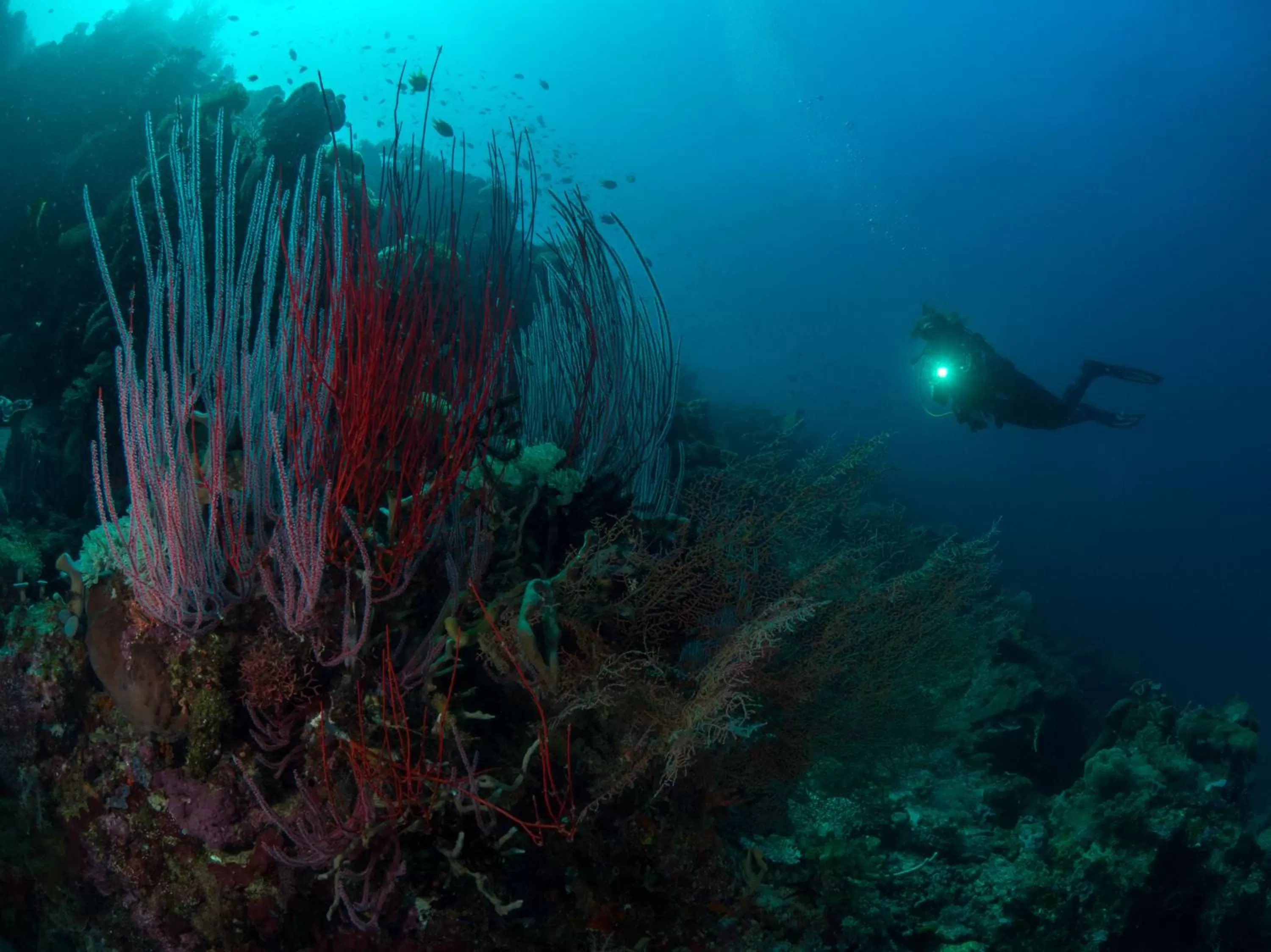 Tawali Leisure & Dive Resort