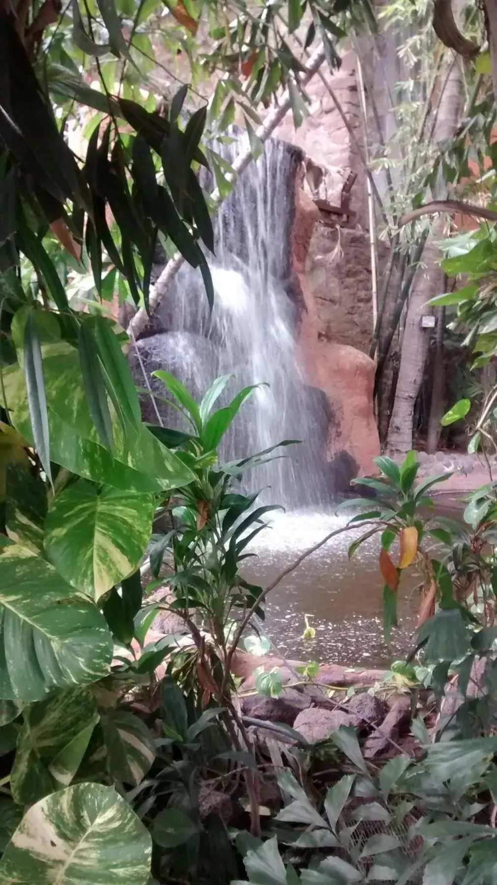 Garden in Hotel San Luis Lindavista