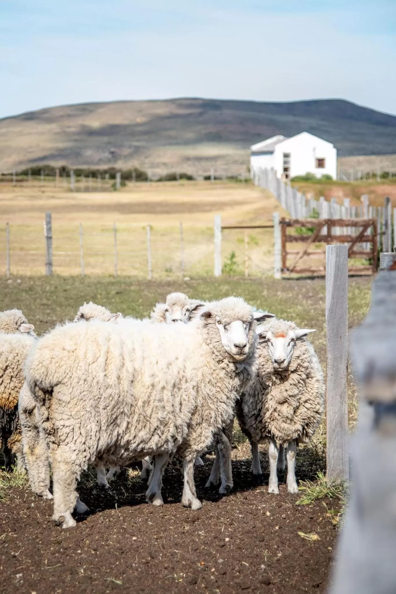 Other Animals in Hostería El Galpón Del Glaciar