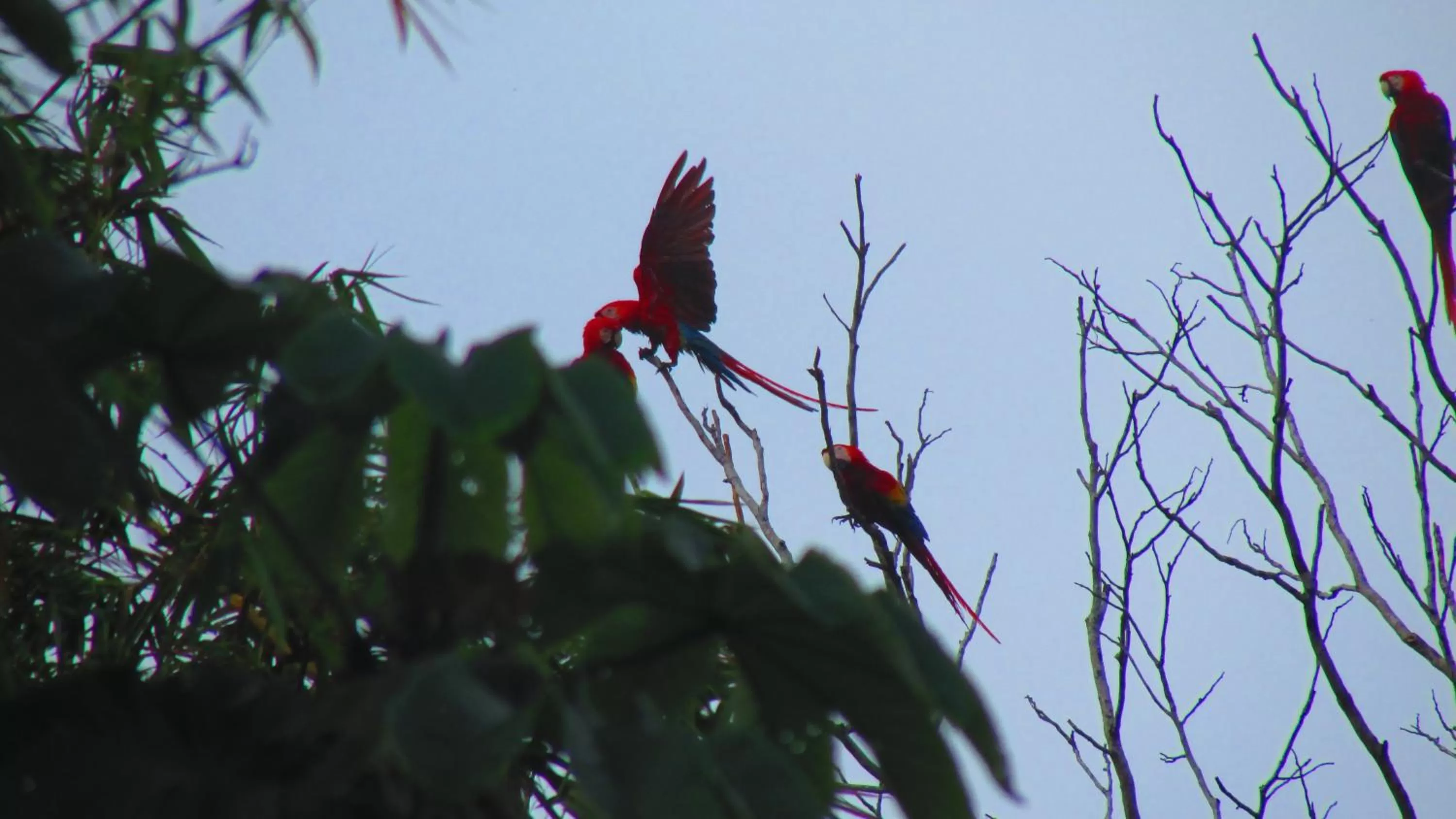 Animals in Jaco Lodge Quiet Place