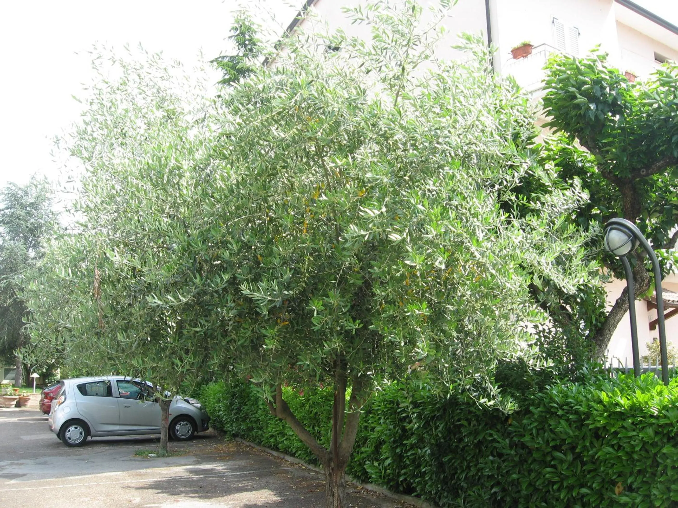 Garden in Campiglione Hotel
