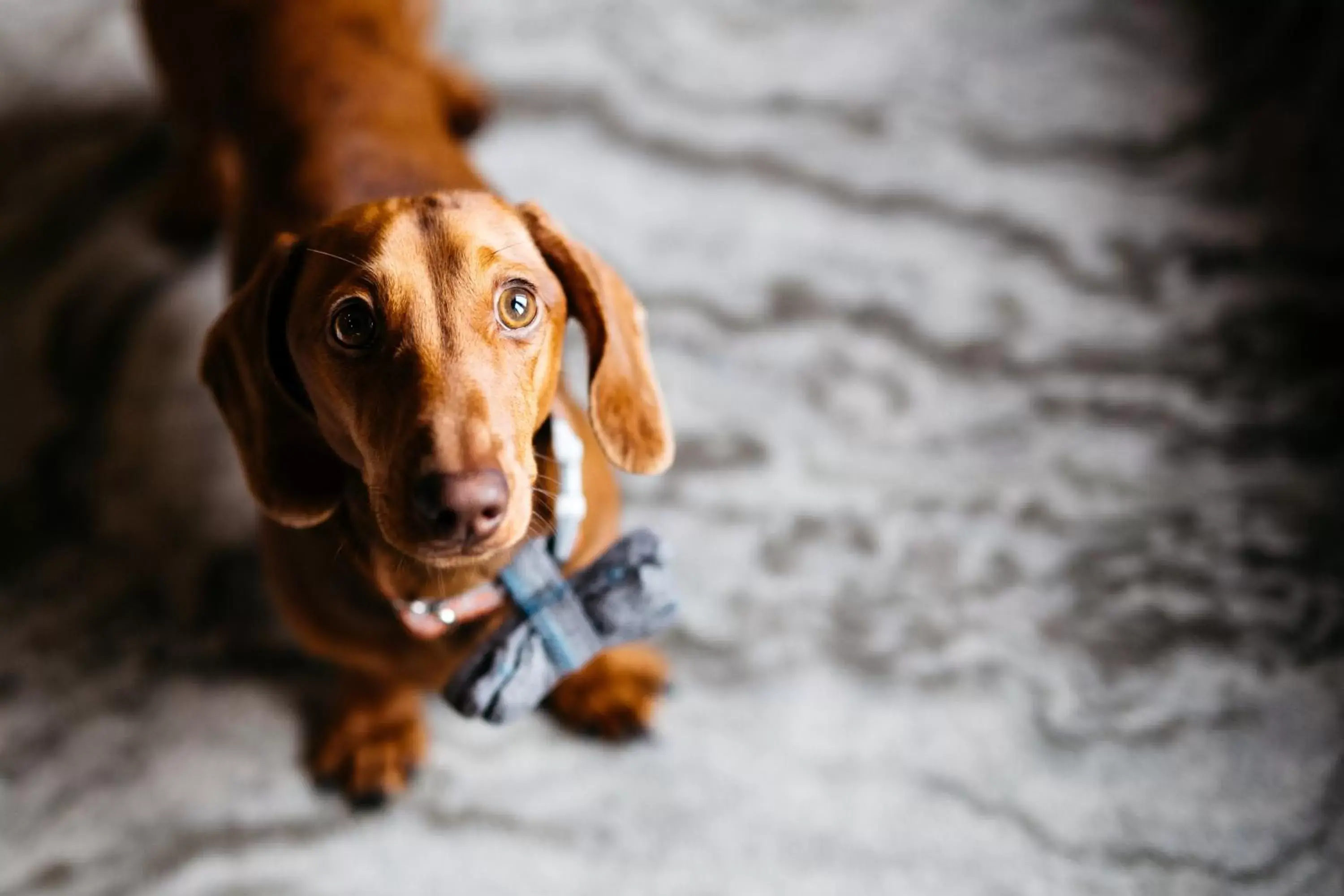 Animals, Pets in Quite Simply French