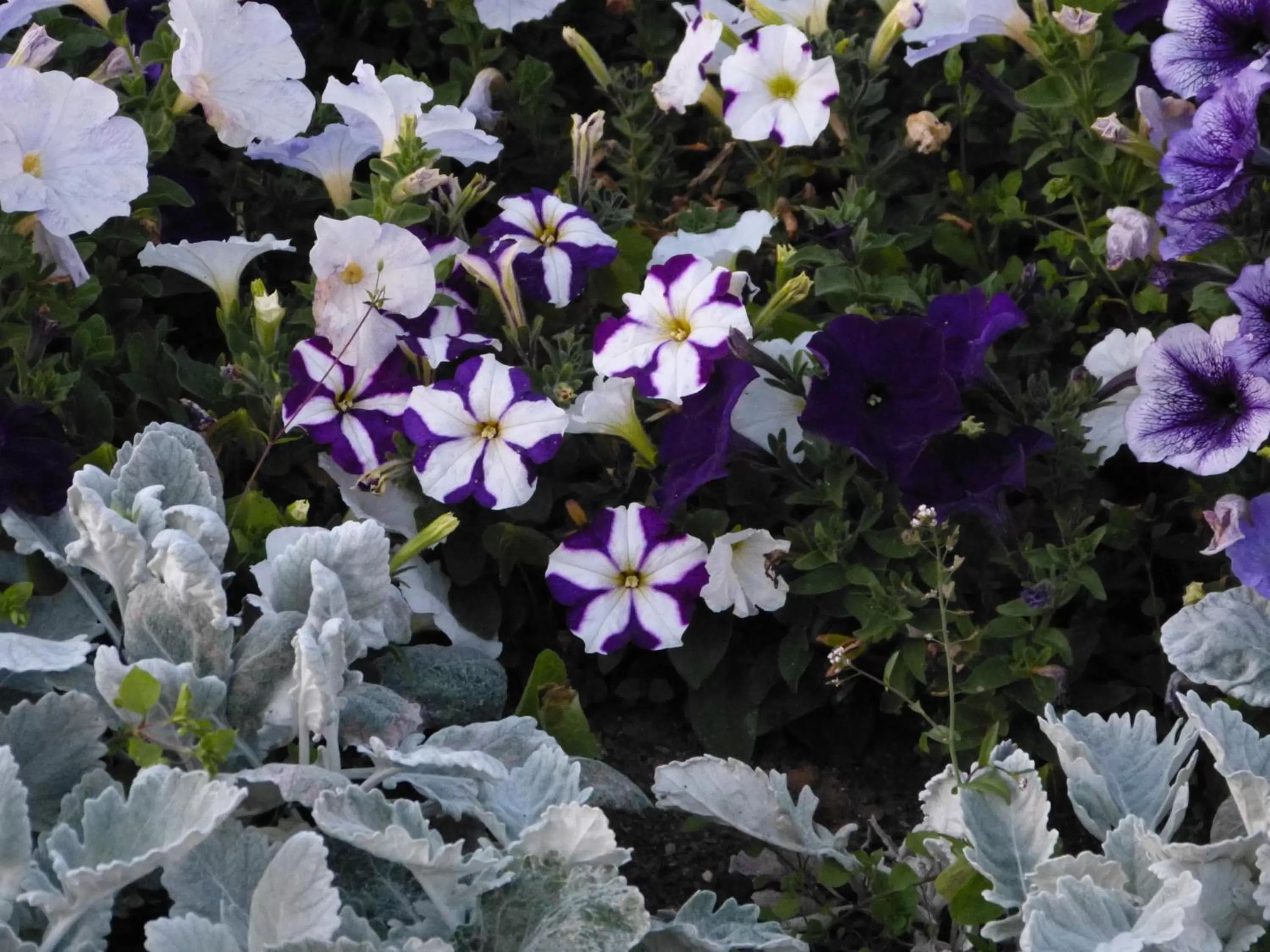 Spring in The Thornhill