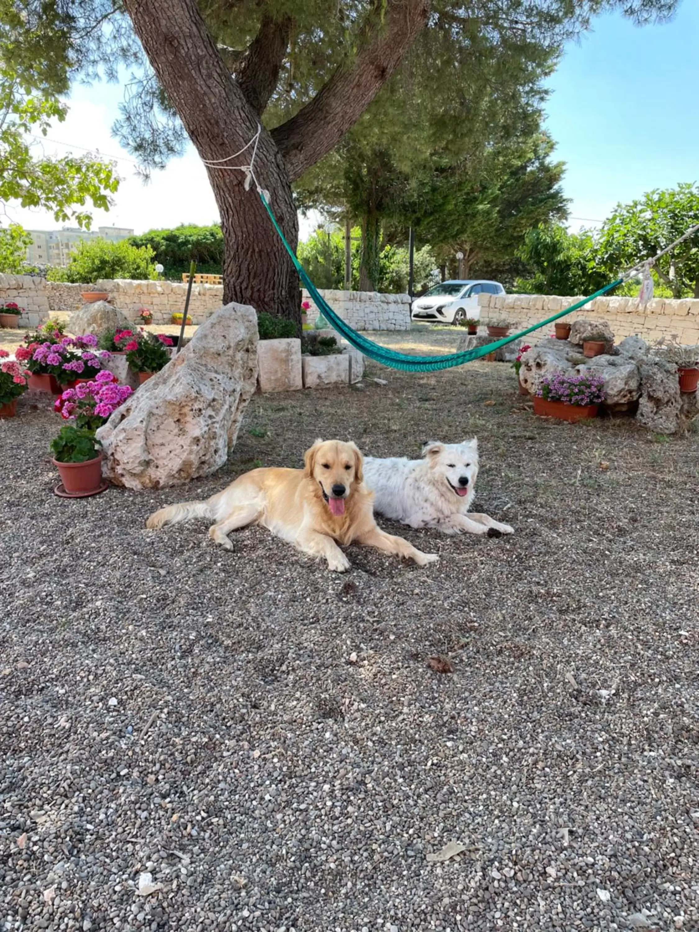 Pets in Loggia Dei Lezzi