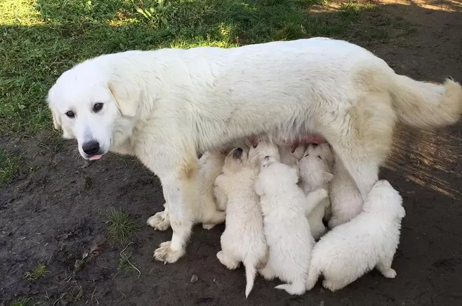 Pets in Ca' del Cuco