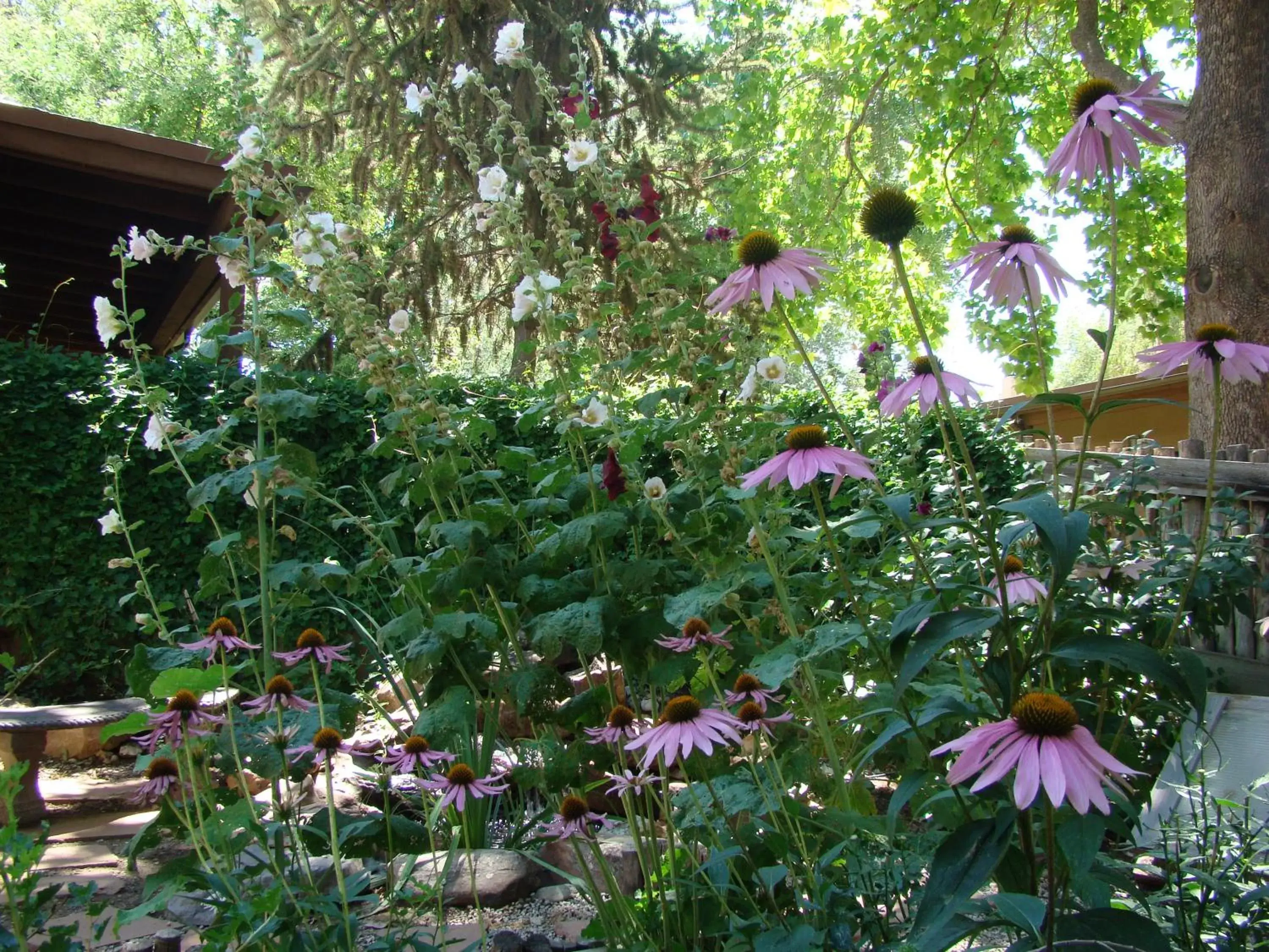 Spring, Garden in The Historic Taos Inn