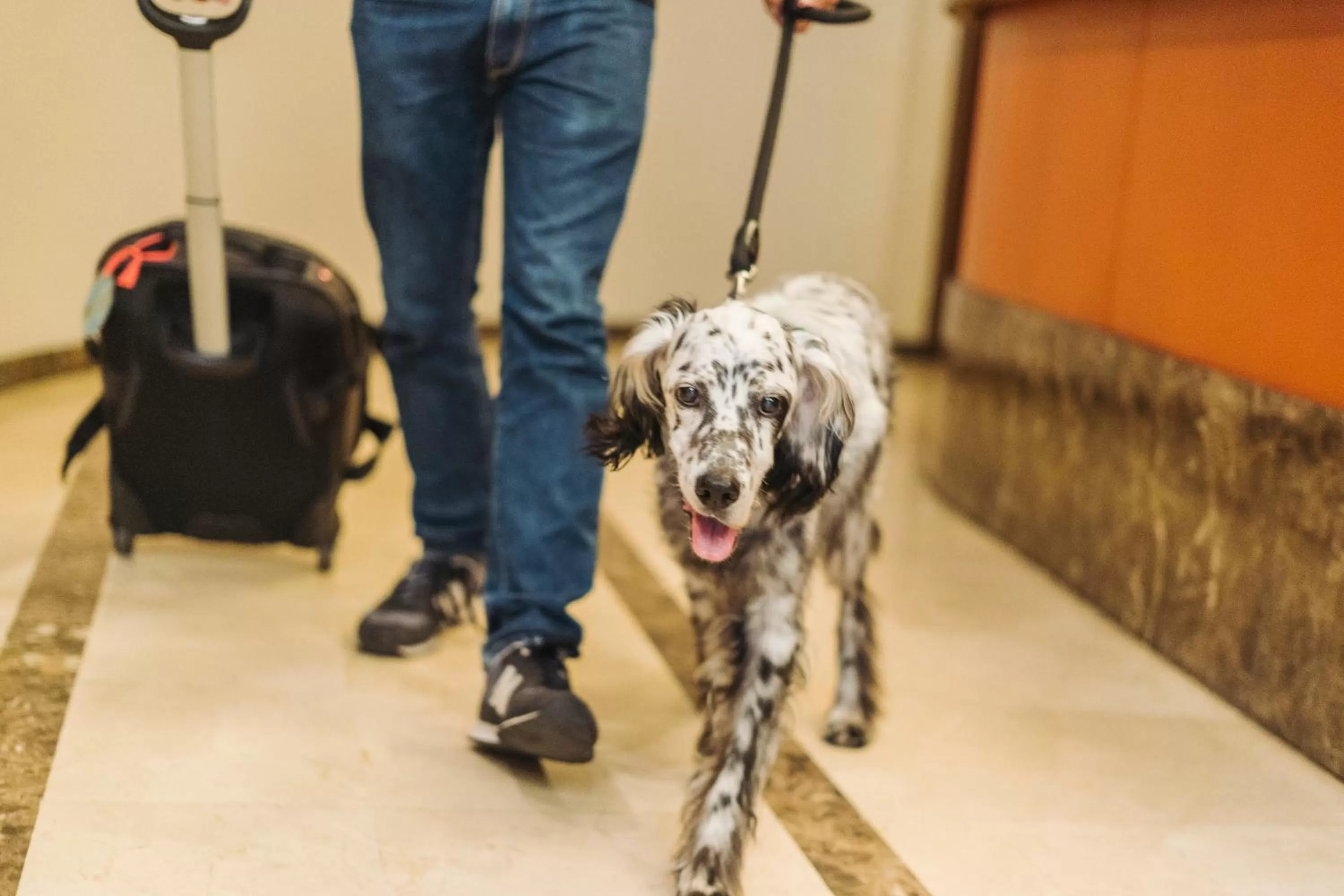 Animals in Hotel San Miguel