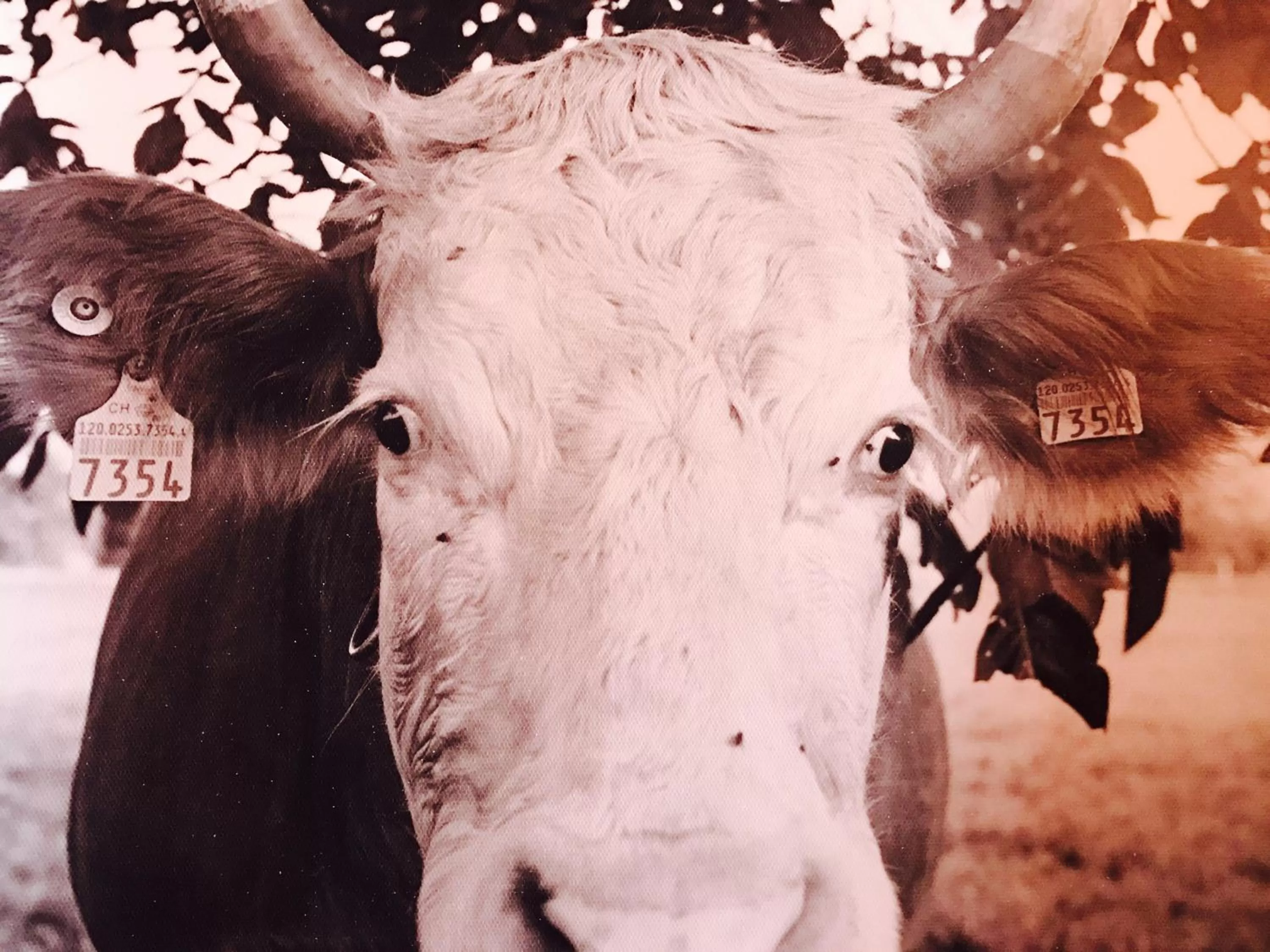Other Animals in Auberge de l'Assesseur - Mont-Soleil