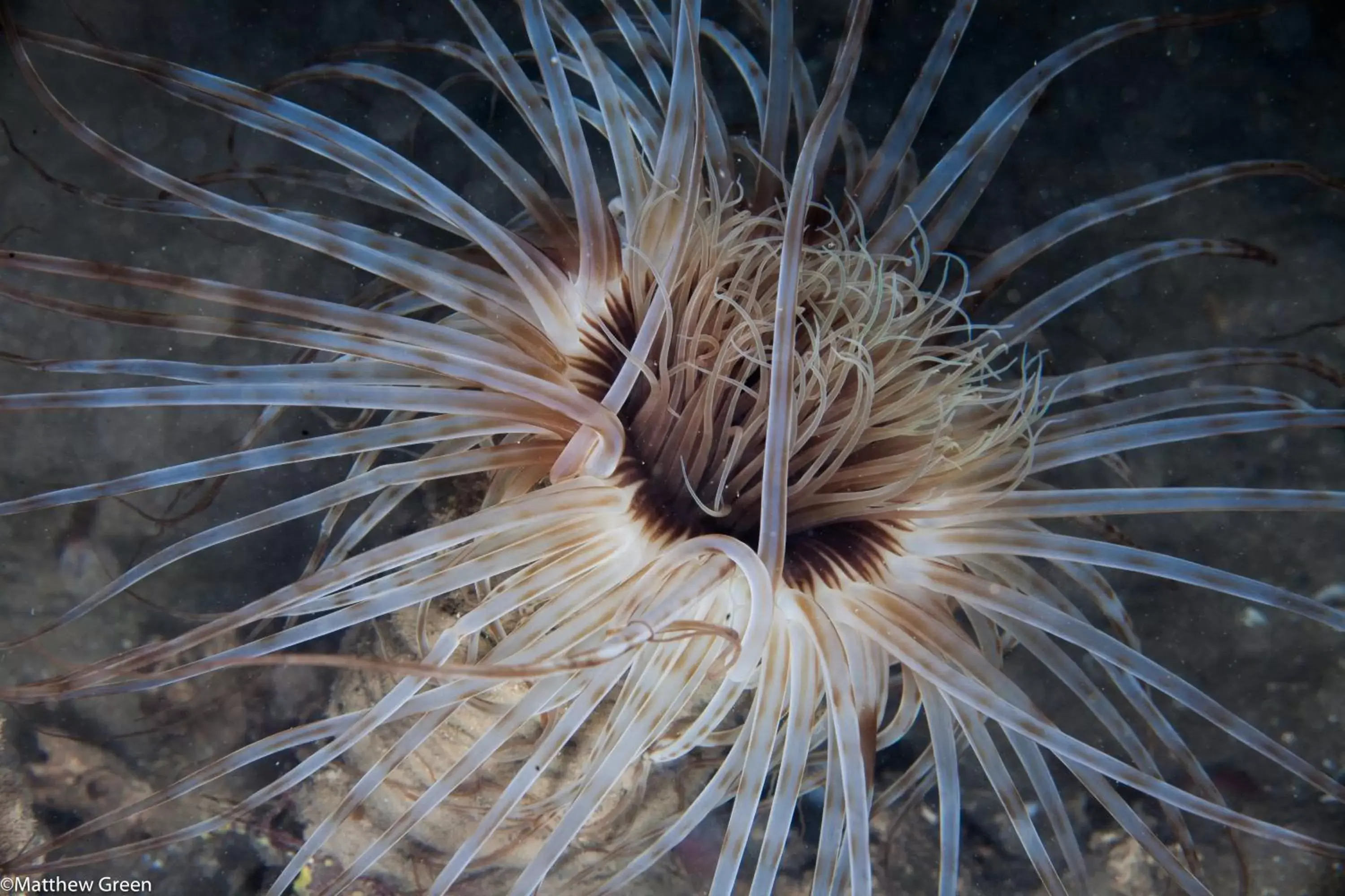 Diving, Other Animals in PuraVida Divehouse