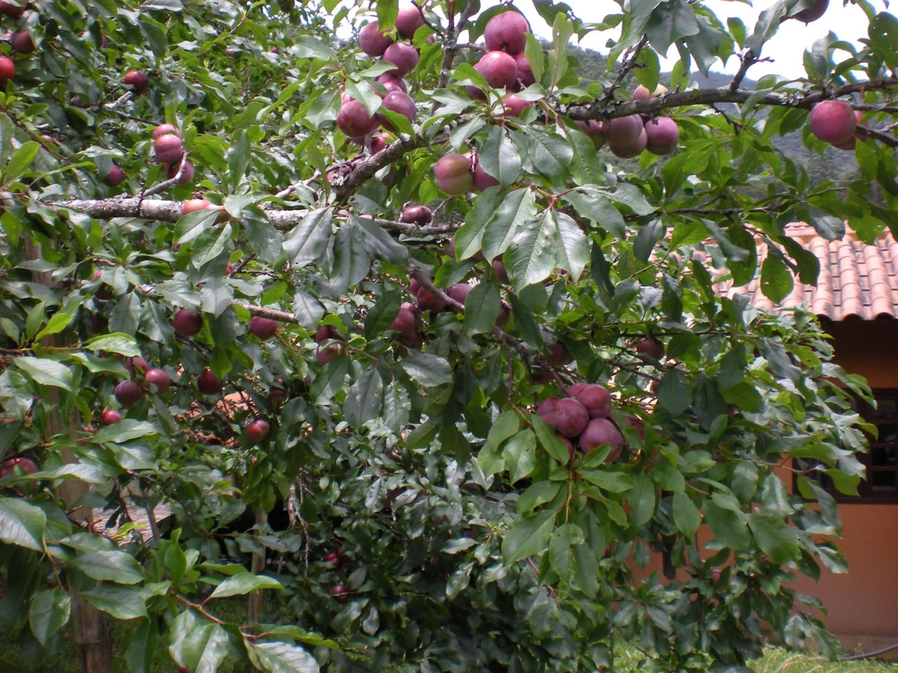 Natural landscape in Pousada Mariza