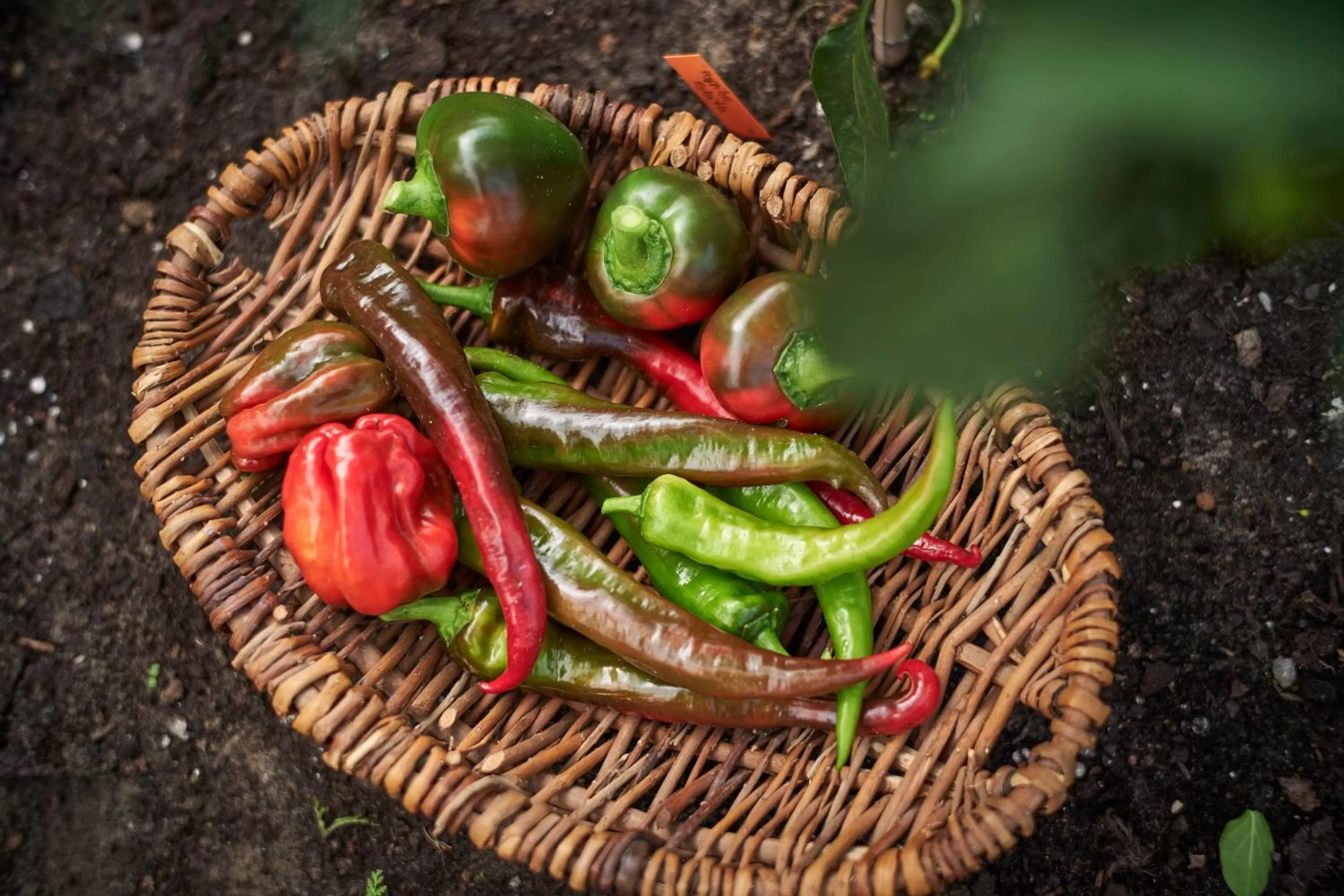 Garden in Romantik Hotel Jagdhaus Eiden am See