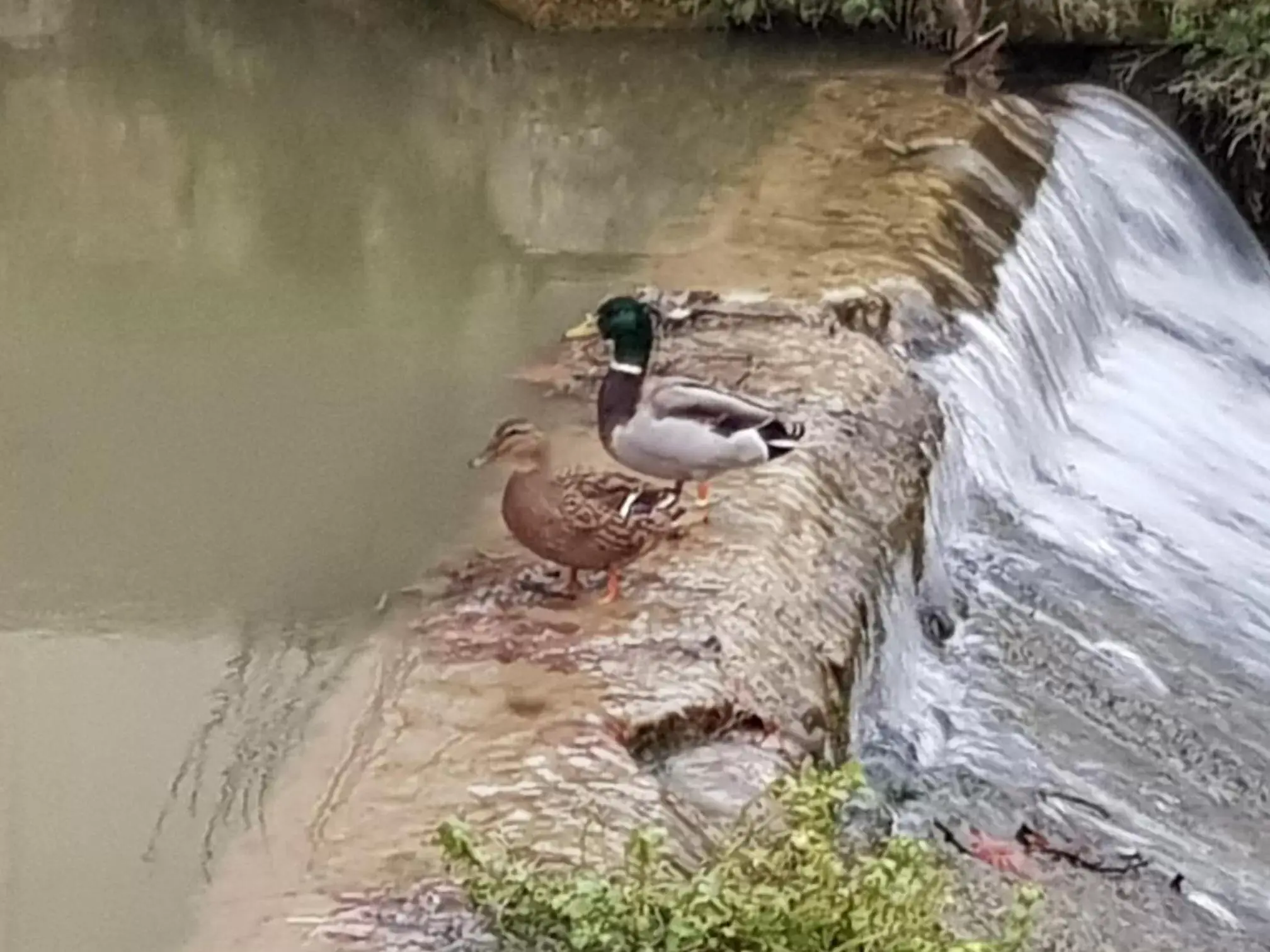 Animals in Ile du Gua Suites