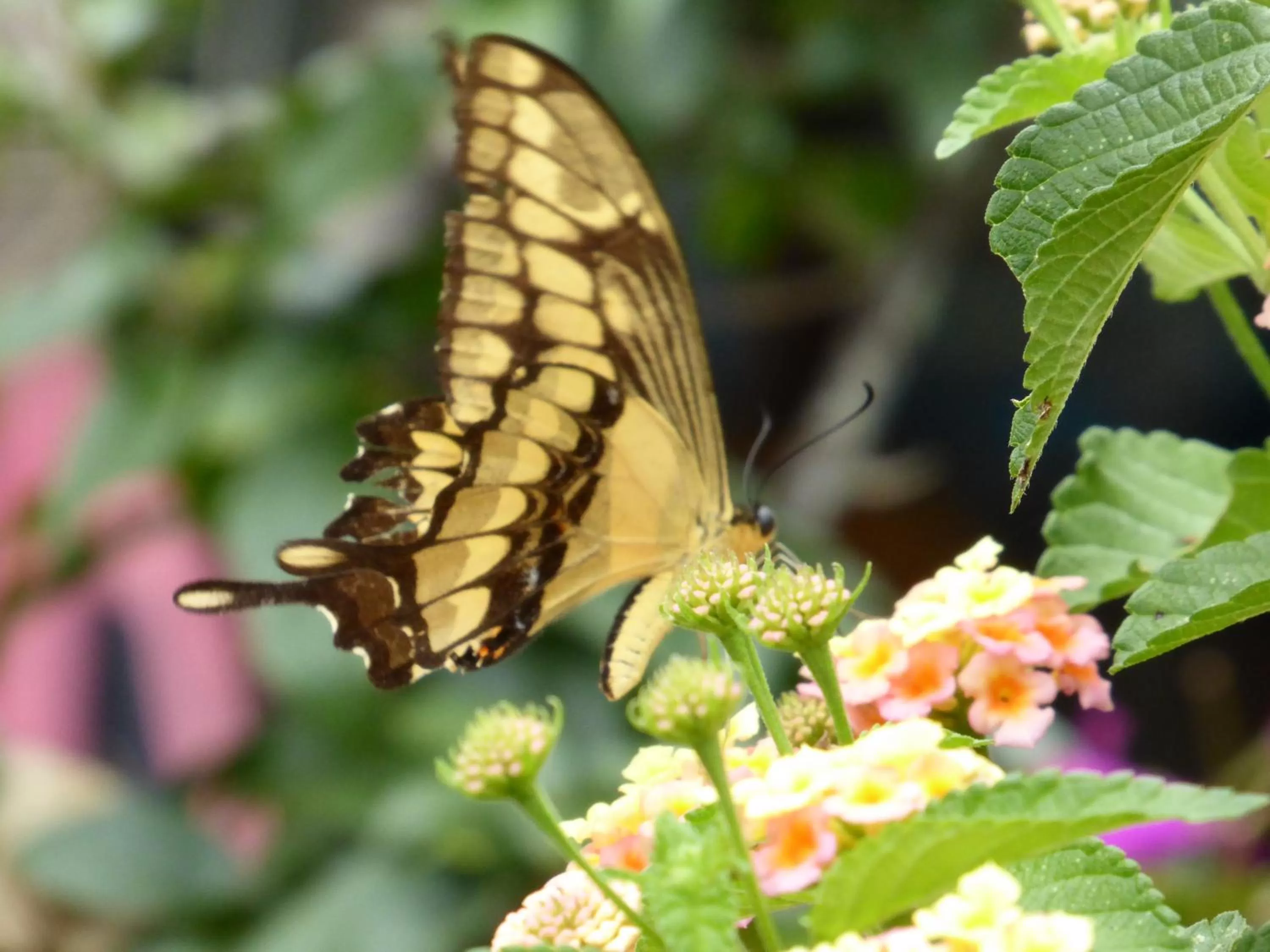 Animals in Finca El Cielo