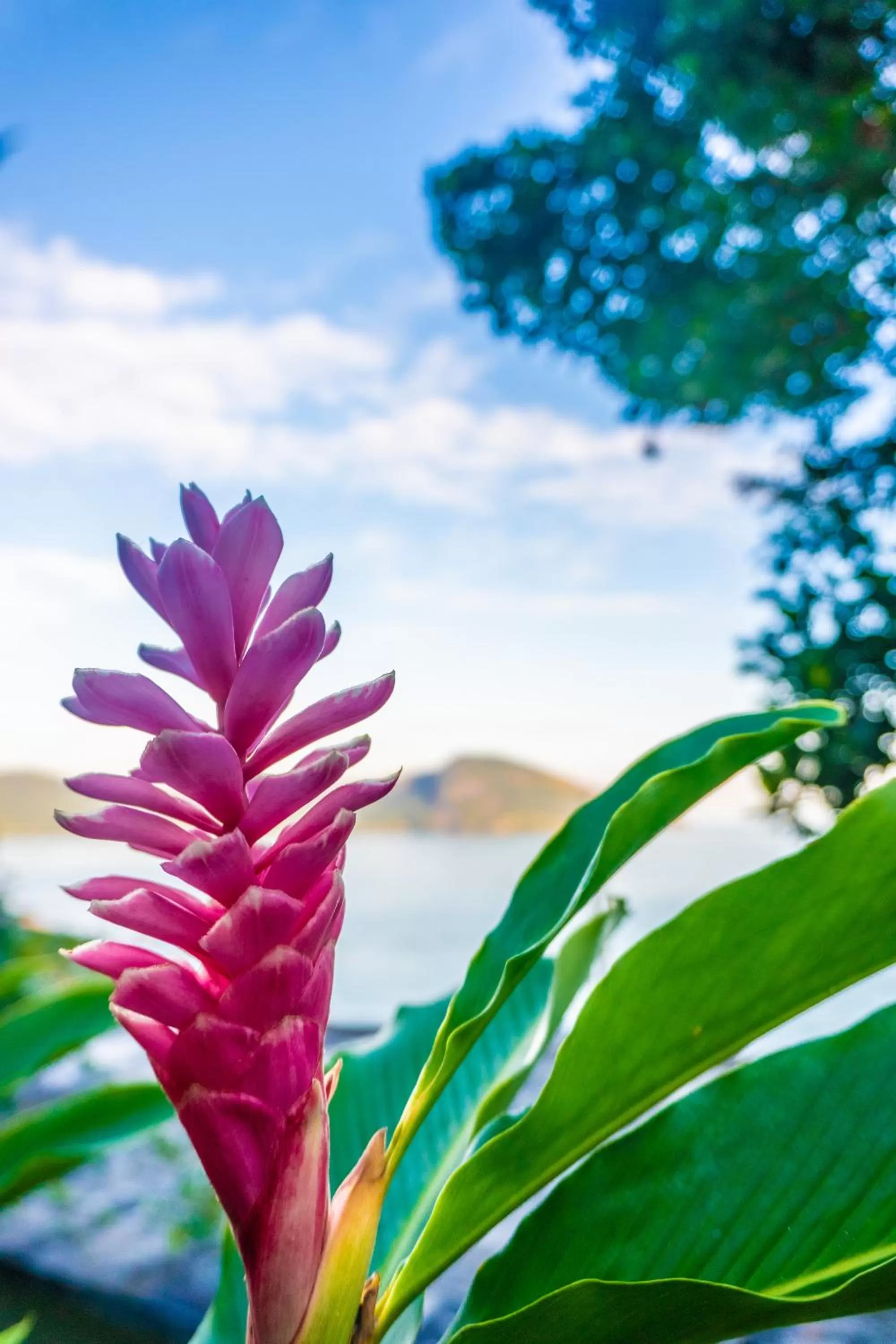 Garden view in Pousada Piquara
