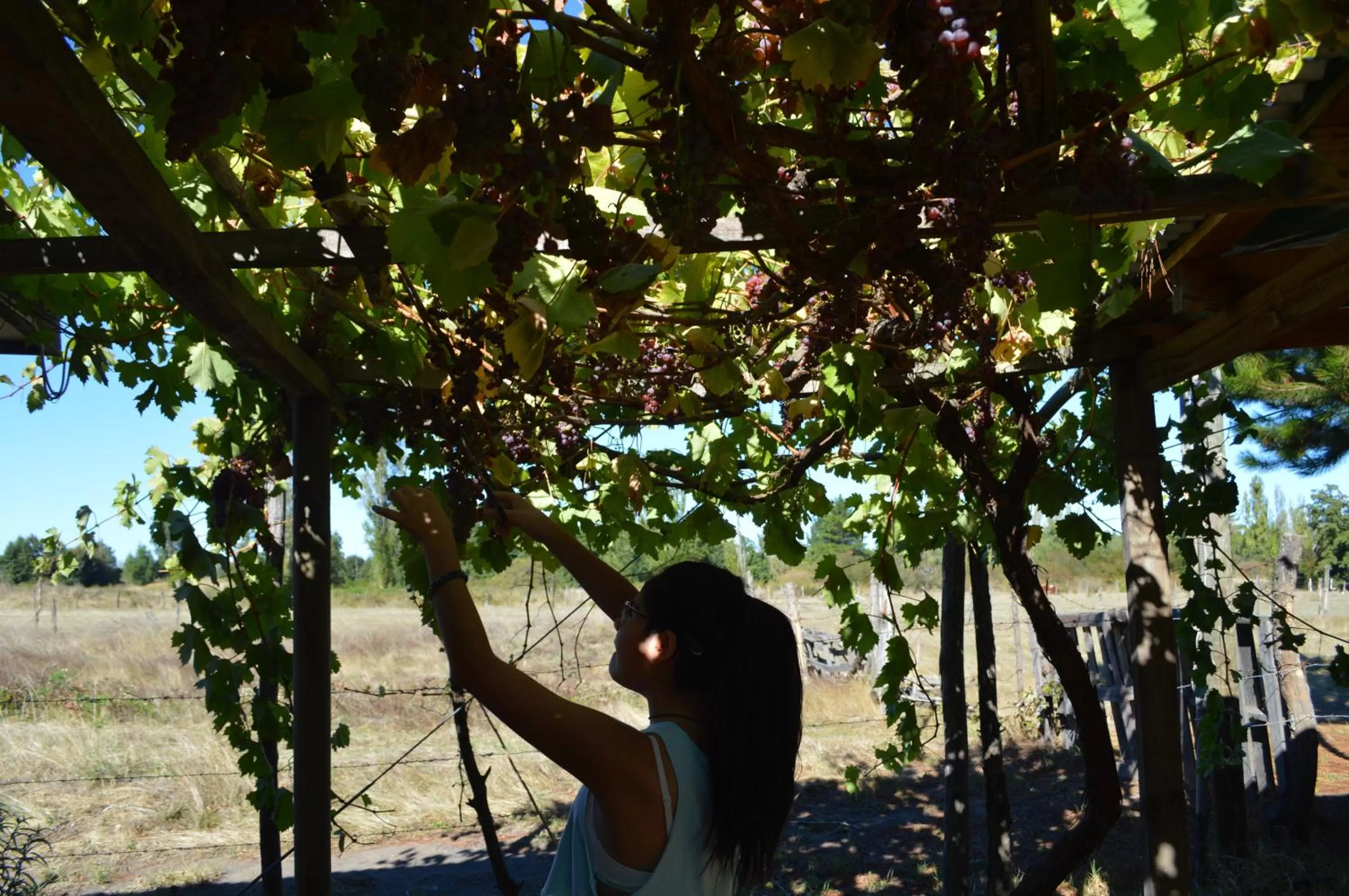 Coyunche Cabañas y Camping Laja & San Rosendo