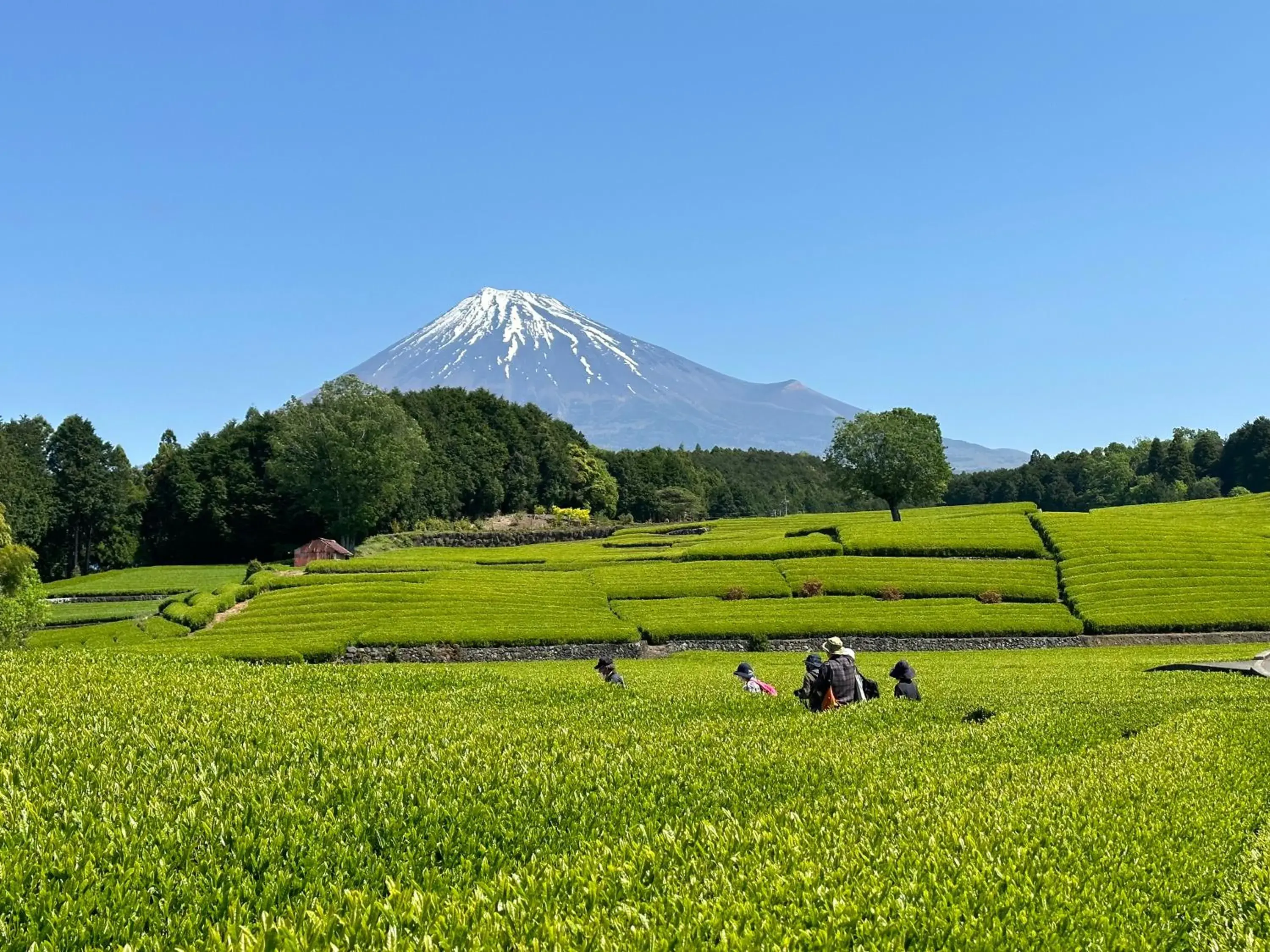 Nearby landmark, Natural Landscape in Fuji Speedway Hotel, Unbound Collection by Hyatt