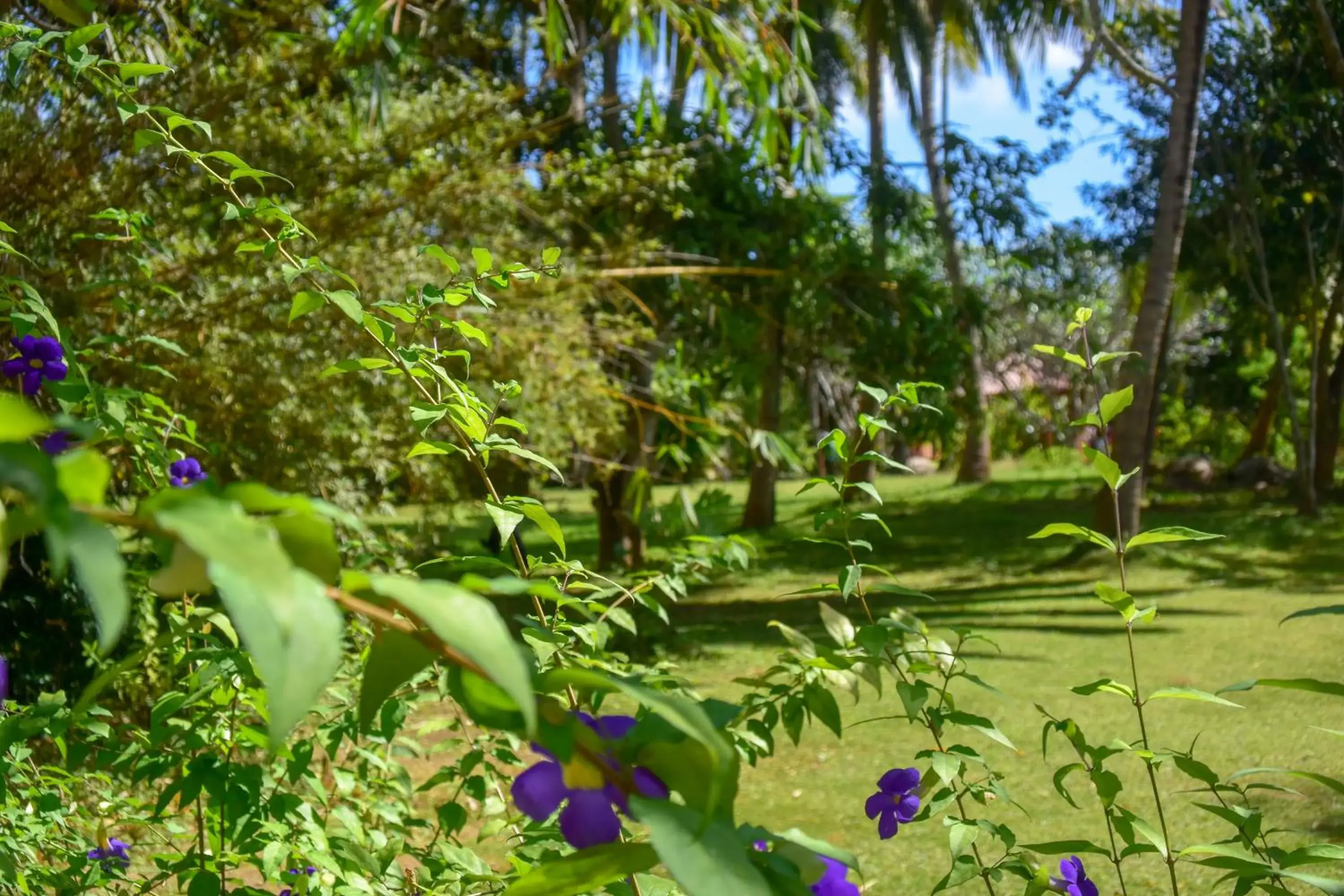 View (from property/room), Garden in Eva Lanka Hotel - Beach & Wellness