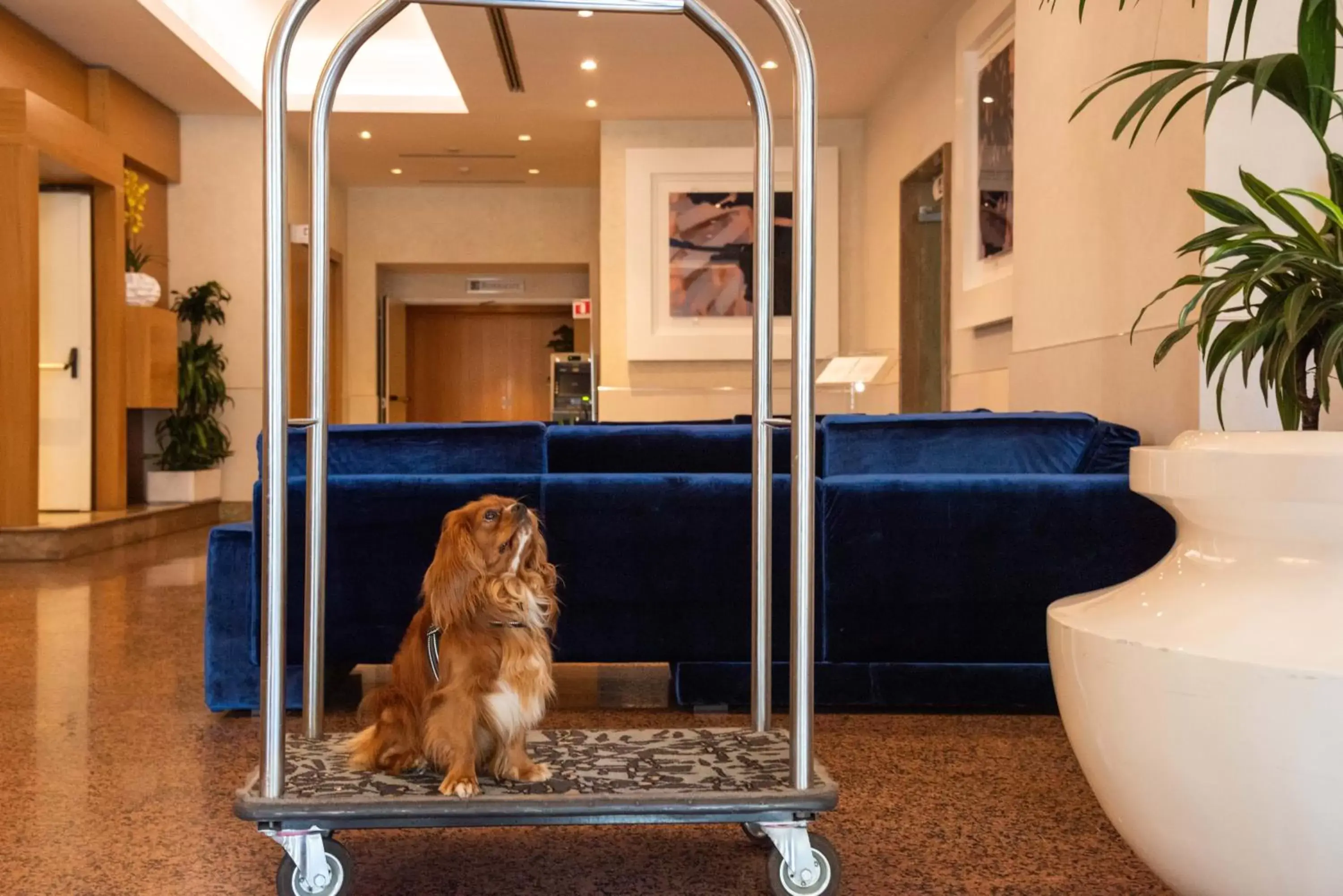 Animals in Best Western Hotel President - Colosseo