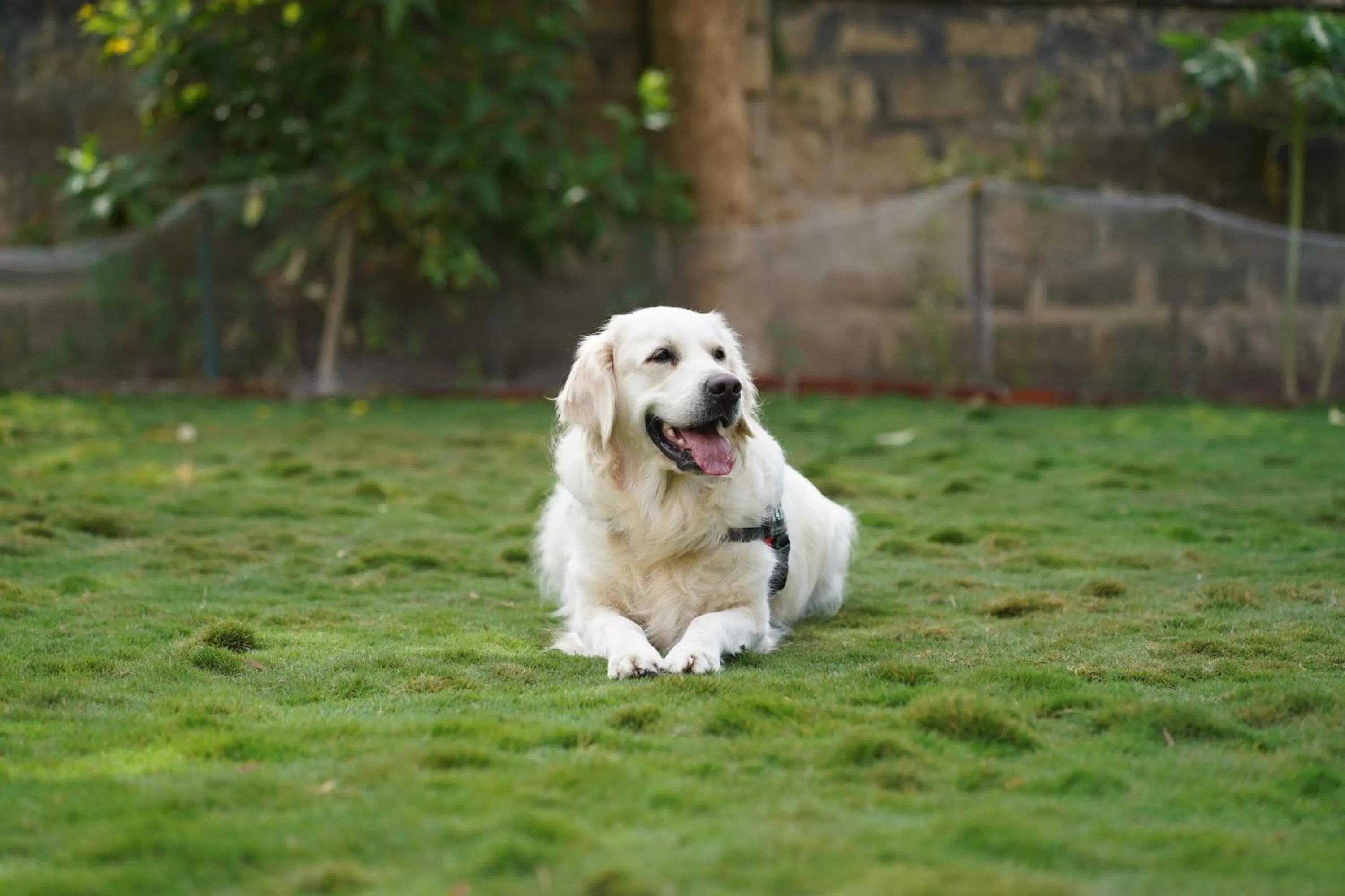 Pets in Novotel Ahmedabad